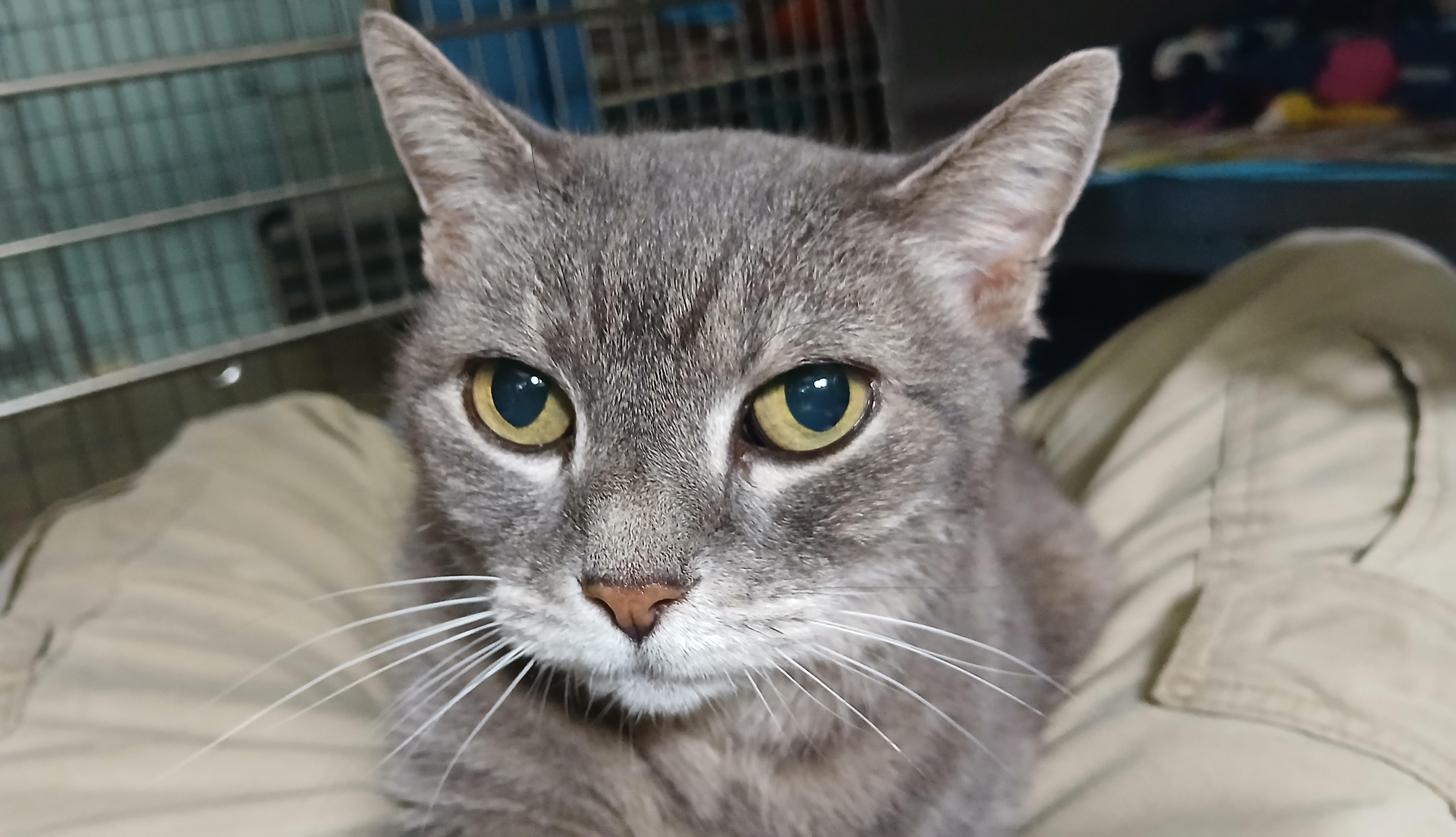 Enlarge Grey Gayle, a Adoptable Domestic Short Hair in Cullowhee, NC image 1/2