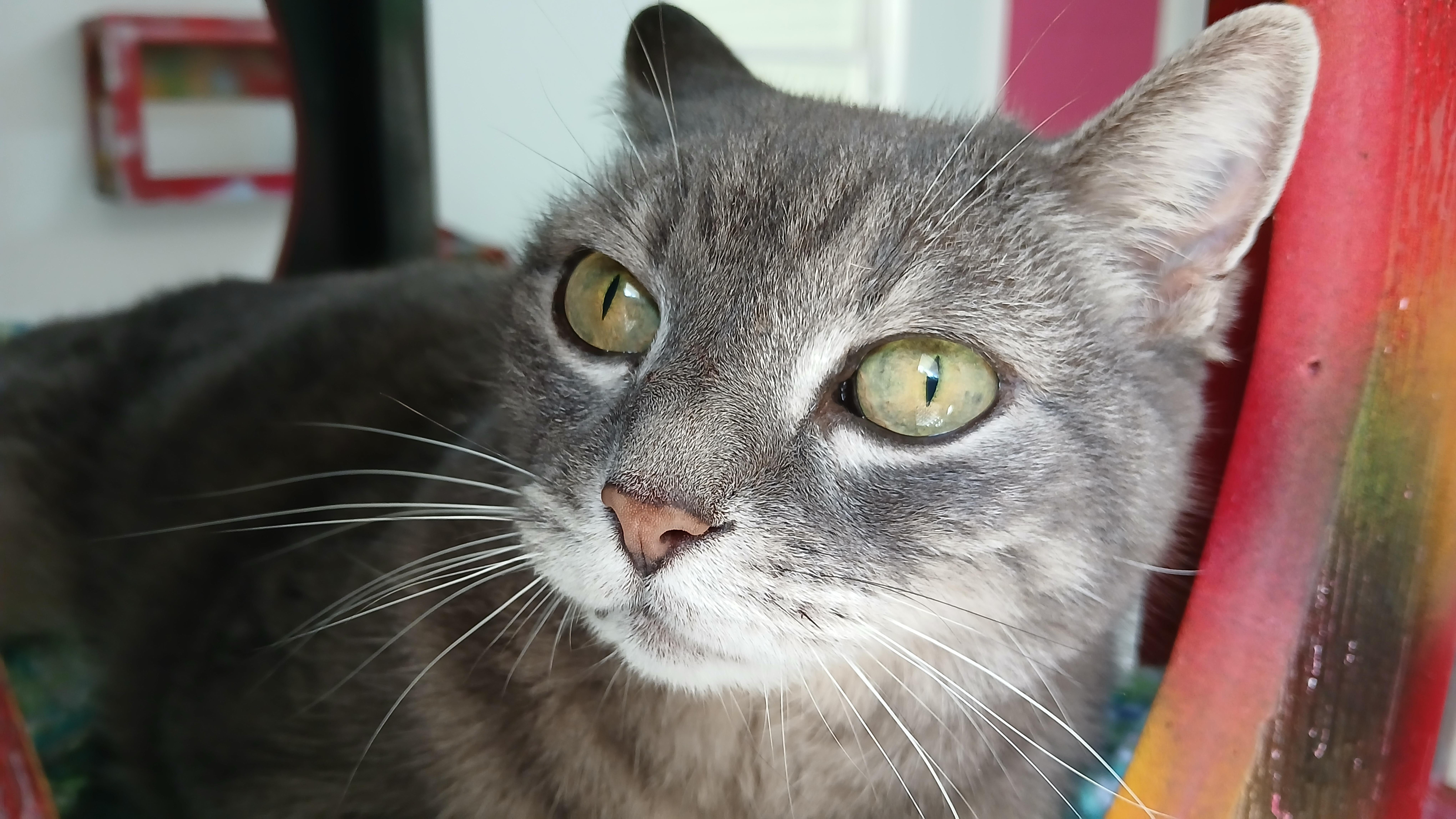 Enlarge Grey Gayle, a Adoptable Domestic Short Hair in Cullowhee, NC image 5/6