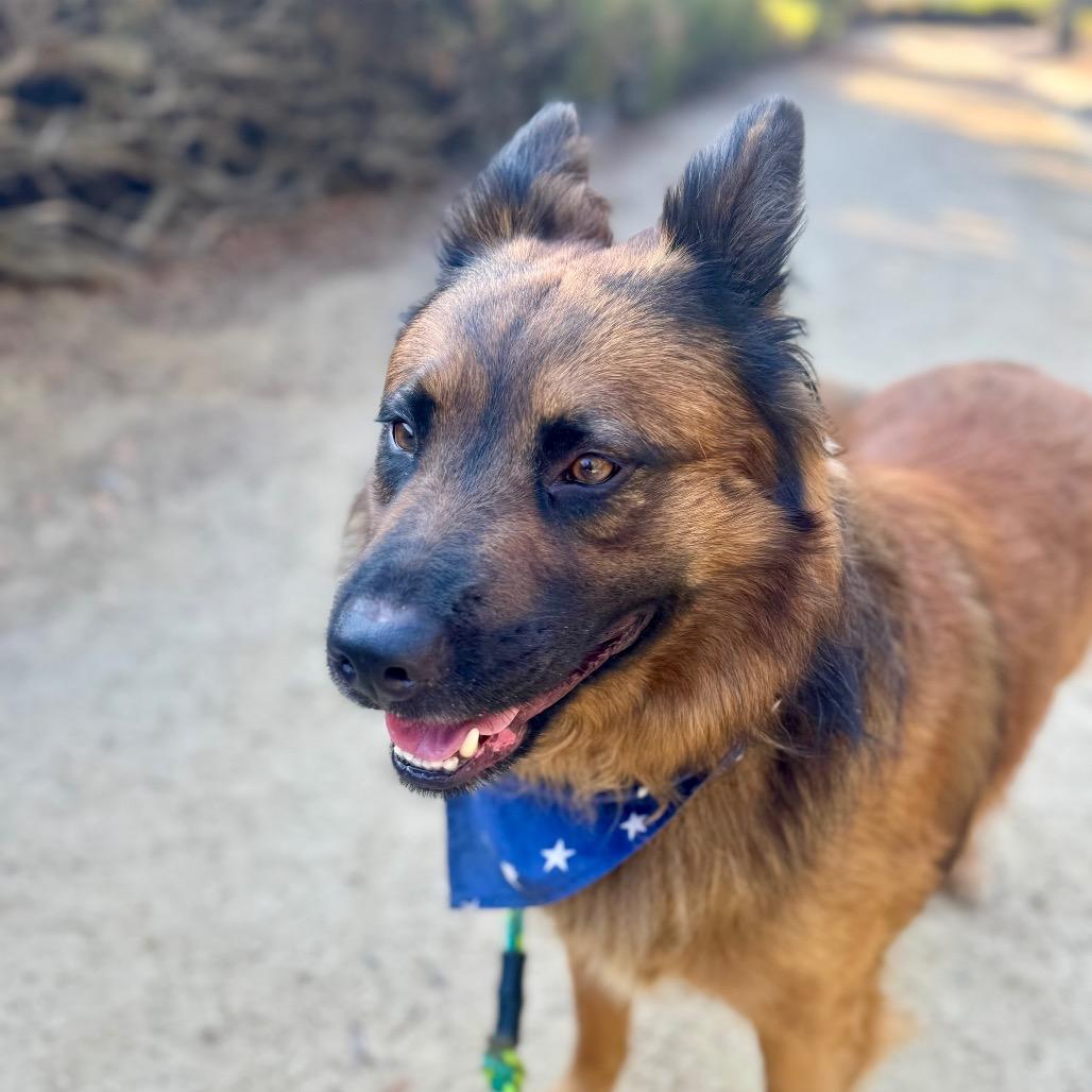 Enlarge Shadow(C000-362) - City of Industry Location, a Adoptable mixed breed in Chino Hills, CA image 1/6