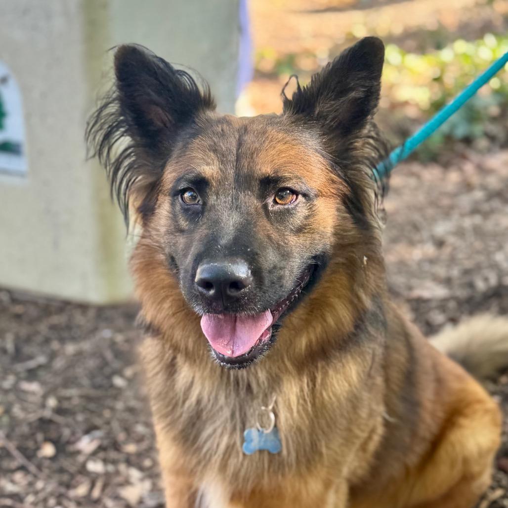 Enlarge Shadow(C000-362) - City of Industry Location, a Adoptable mixed breed in Chino Hills, CA image 2/6