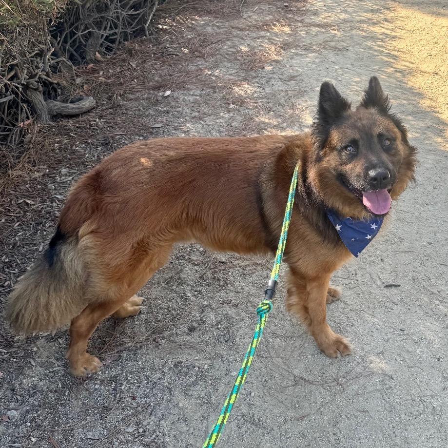 Shadow (C000-362) - Costa Mesa Location, a Adoptable mixed breed in Chino Hills, CA image 2/5