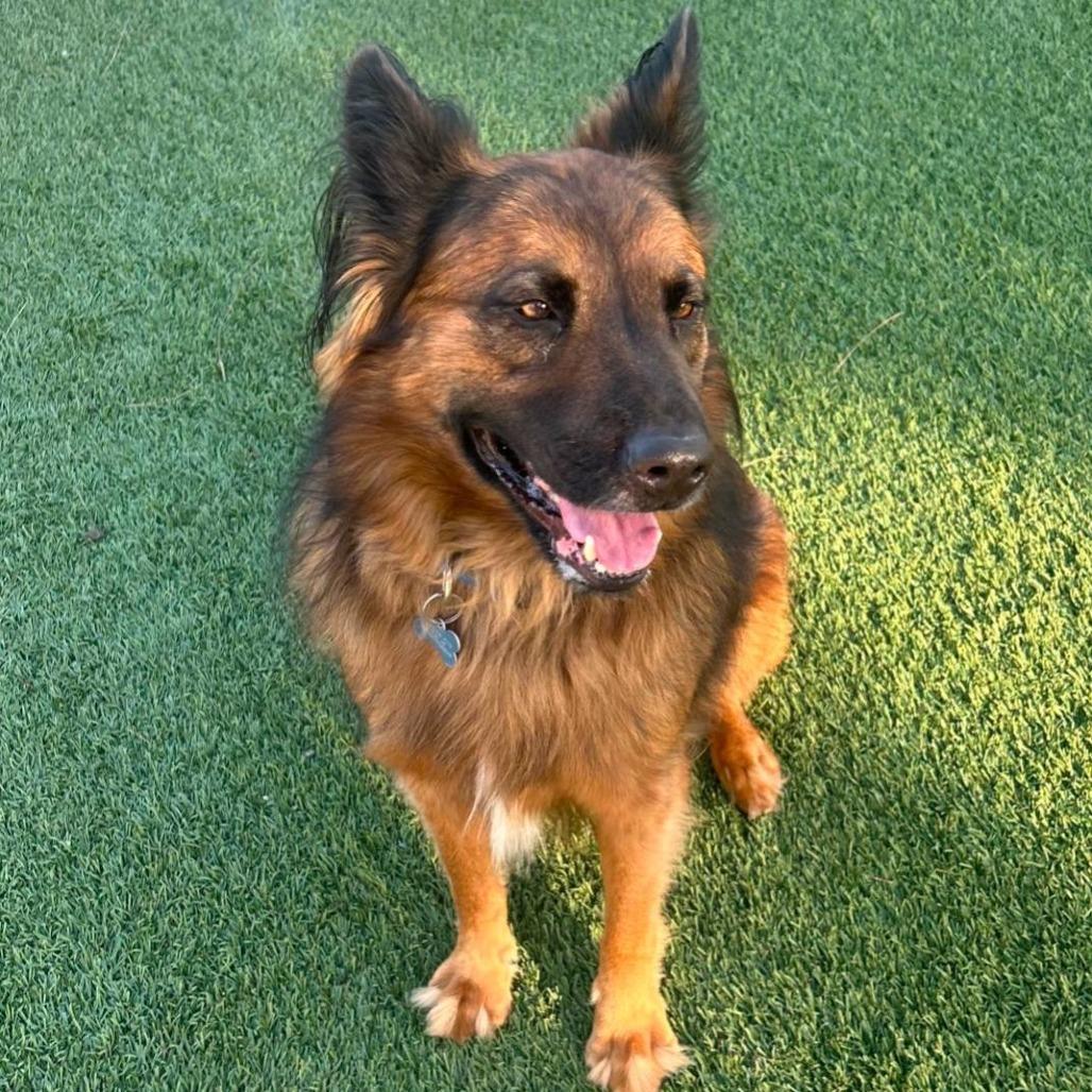 Enlarge Shadow (C000-362) - City of Industry Location, a Adoptable mixed breed in Chino Hills, CA image 2/6