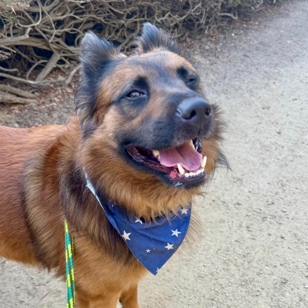 Enlarge Shadow(C000-362) - City of Industry Location, a Adoptable mixed breed in Chino Hills, CA image 3/6