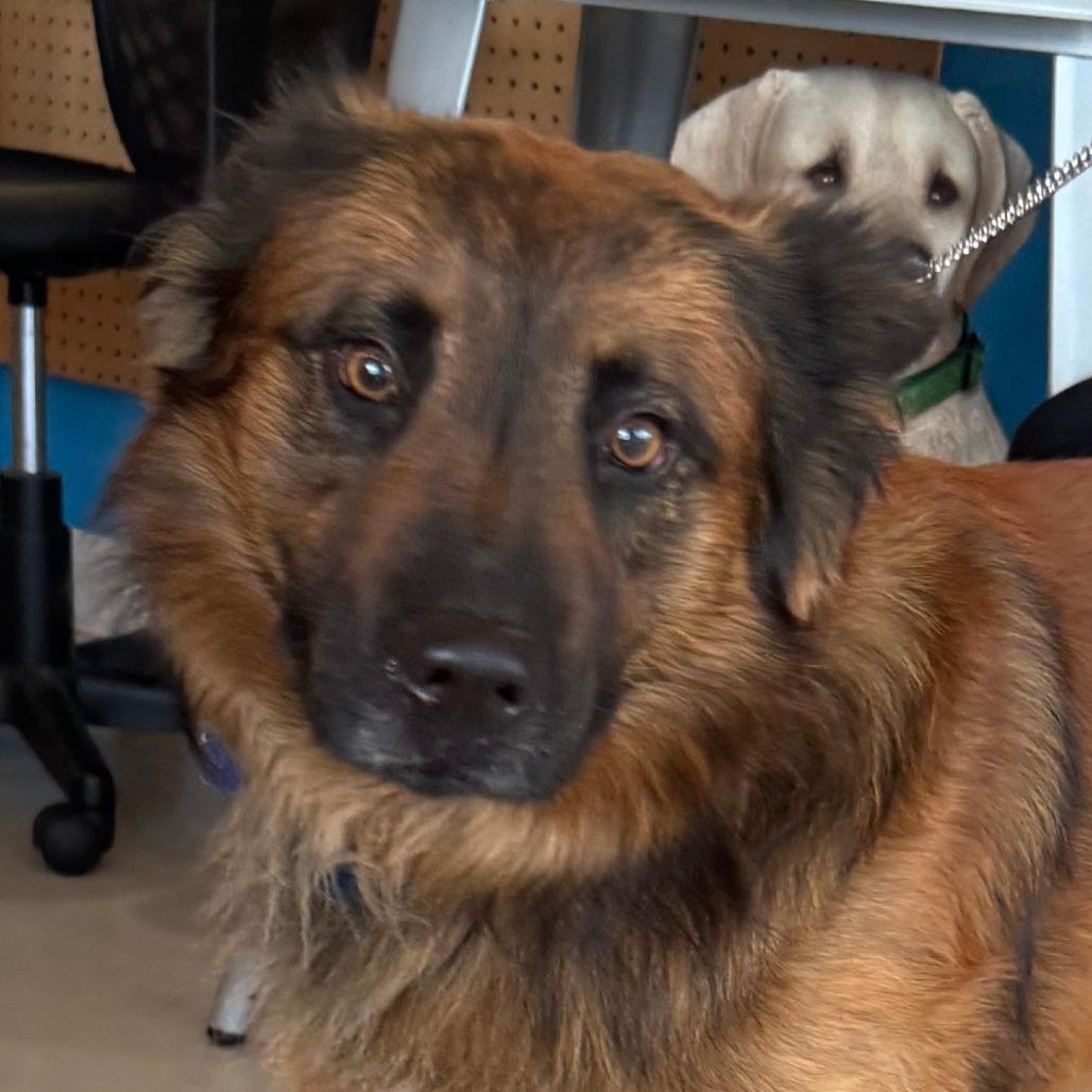 Enlarge Shadow(C000-362) - City of Industry Location, a Adoptable mixed breed in Chino Hills, CA image 4/6