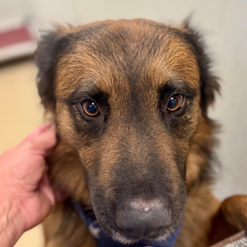 Enlarge Shadow(C000-362) - City of Industry Location, a Adoptable mixed breed in Chino Hills, CA image 6/6