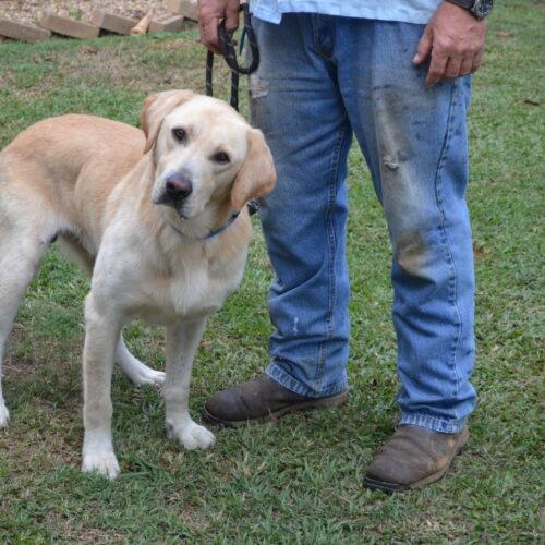 Pickles, Adoptable, Adult Male Yellow Labrador Retriever.