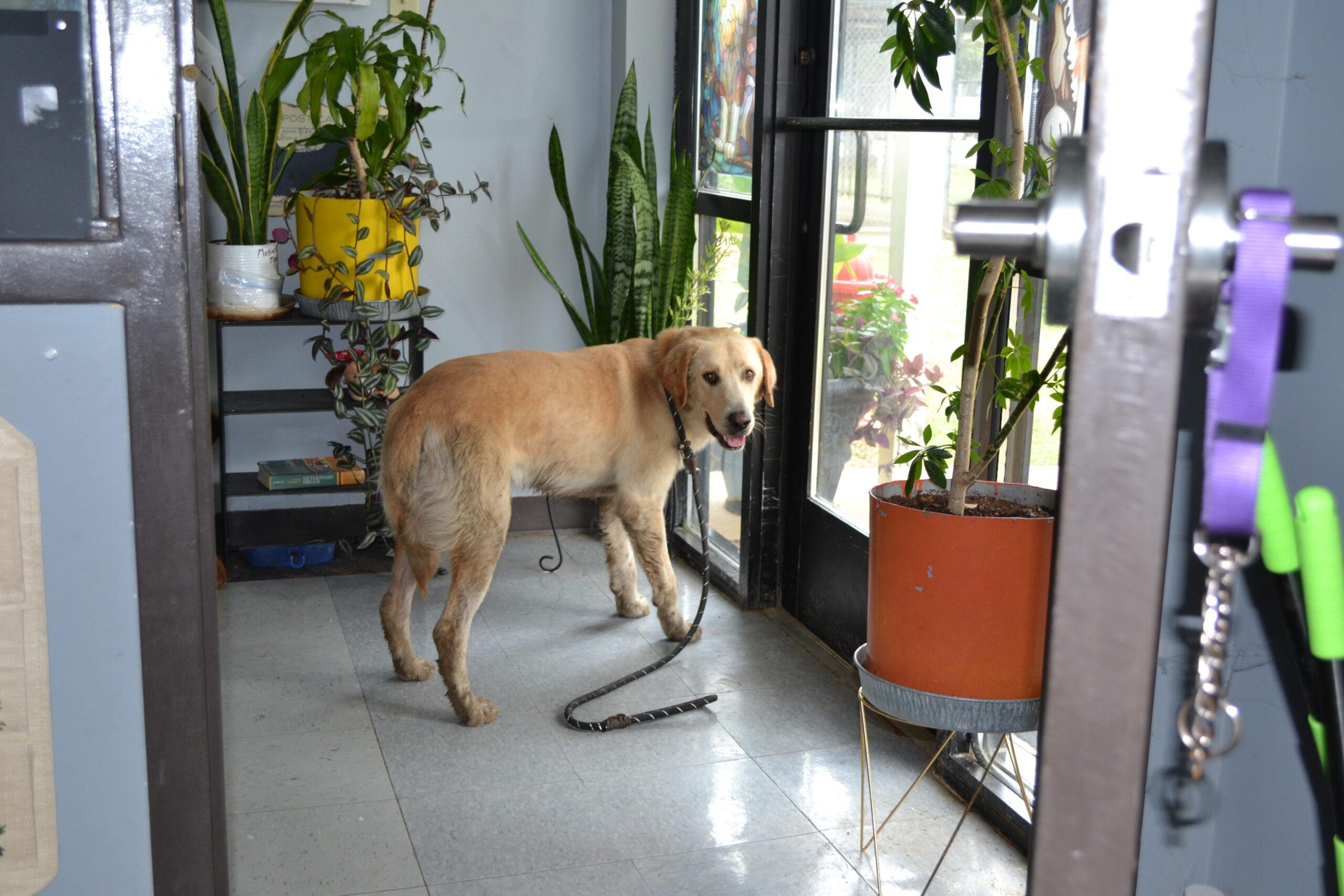 Enlarge Pickles, a Adoptable Yellow Labrador Retriever in Jackson, LA image 1/1