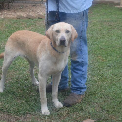 Enlarge Pickles, a Adoptable Yellow Labrador Retriever in Jackson, LA image 2/2