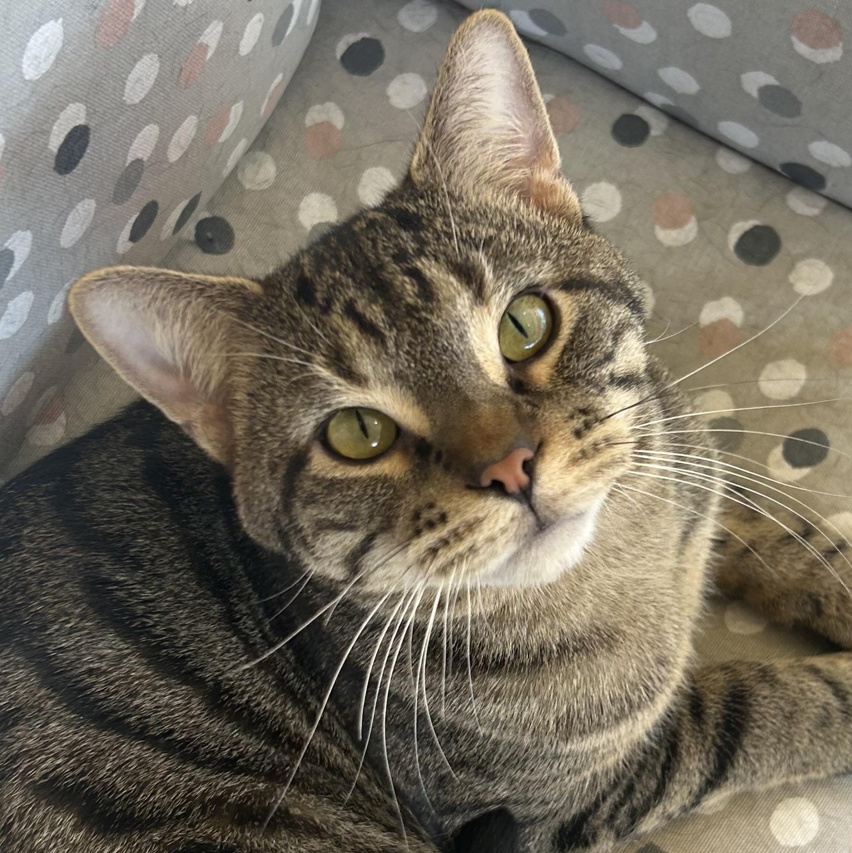 Enlarge Bandit, a Adoptable Domestic Short Hair in Madison Heights, MI image 3/4