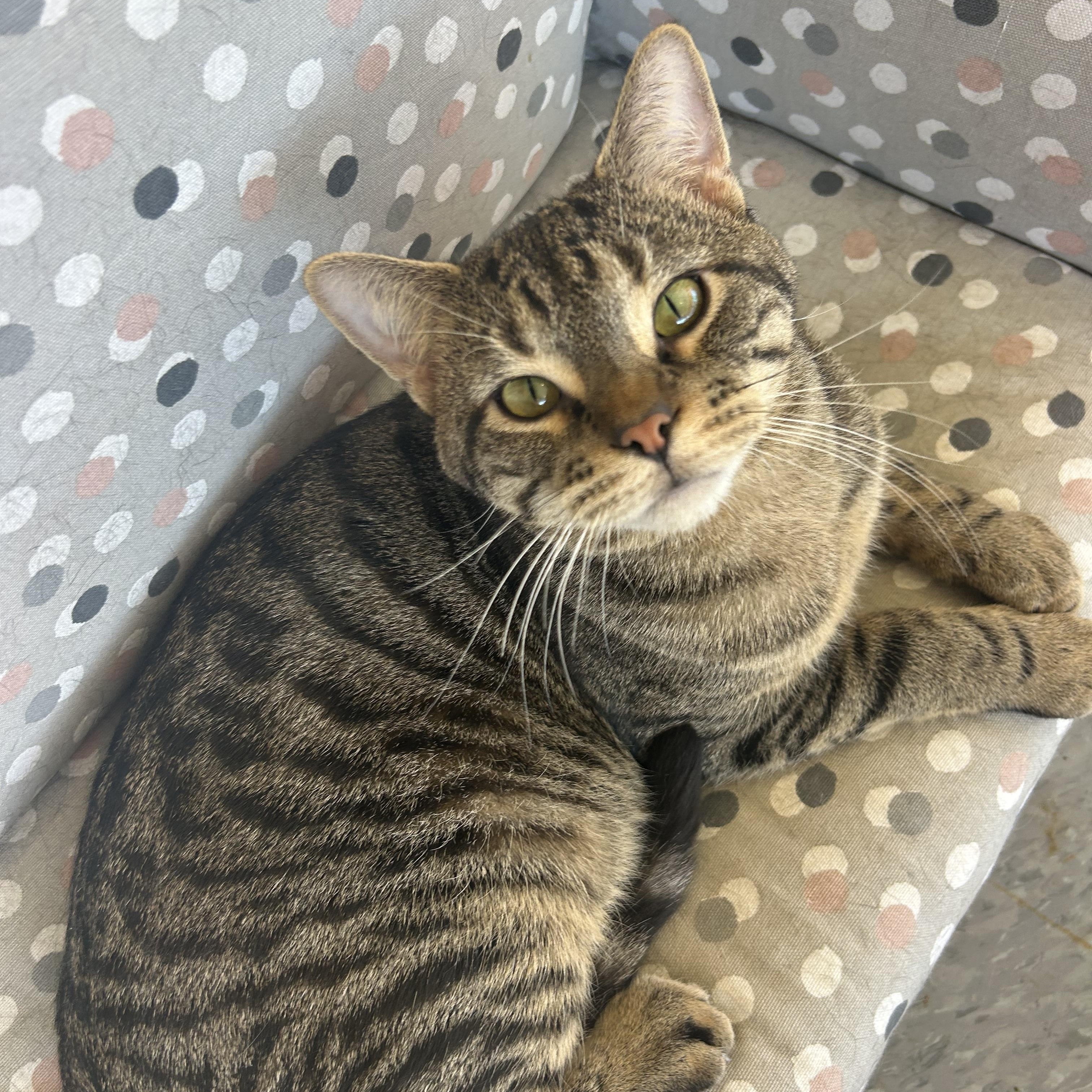 Enlarge Bandit, a Adoptable Domestic Short Hair in Madison Heights, MI image 1/4