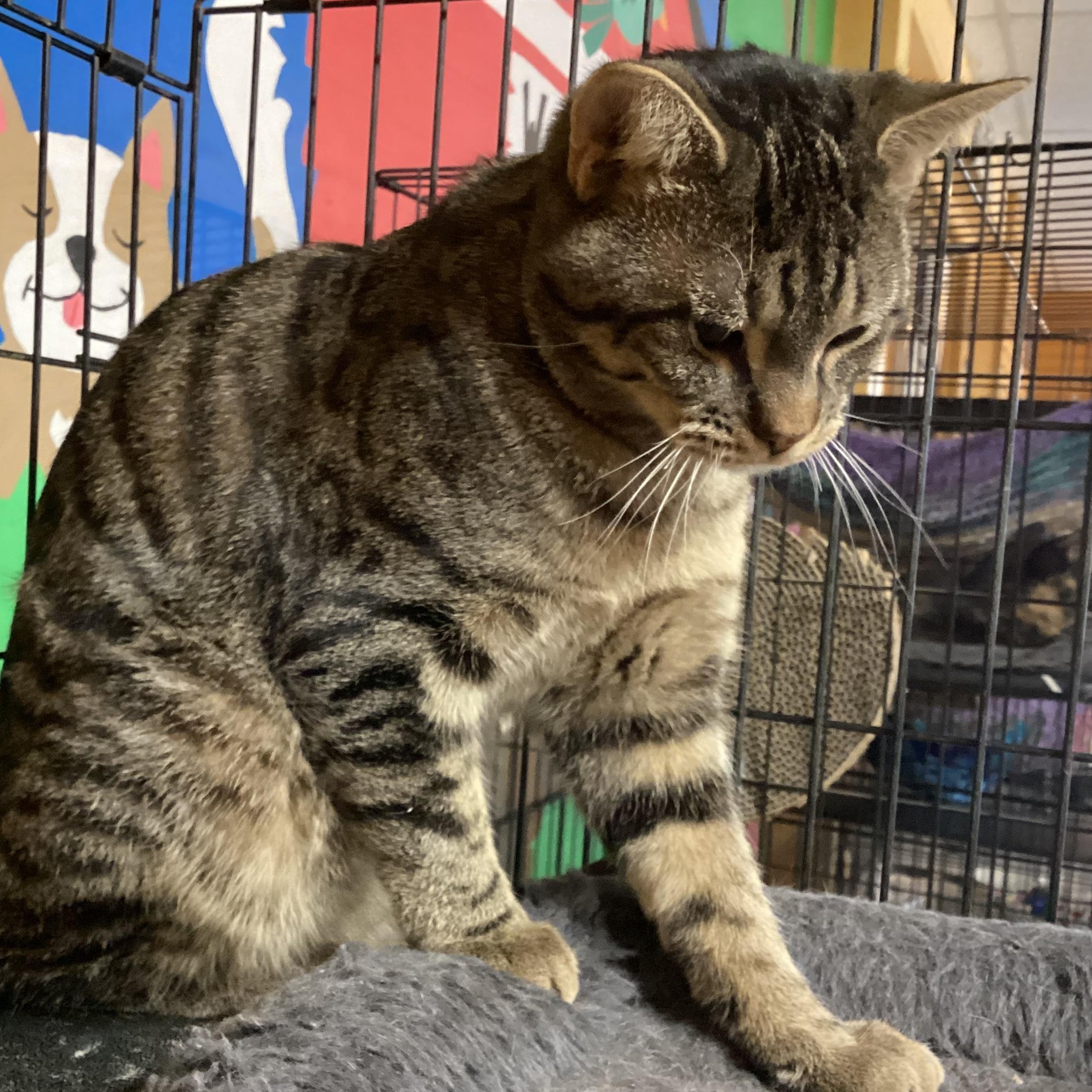 Enlarge Bandit, a Adoptable Domestic Short Hair in Madison Heights, MI image 2/4