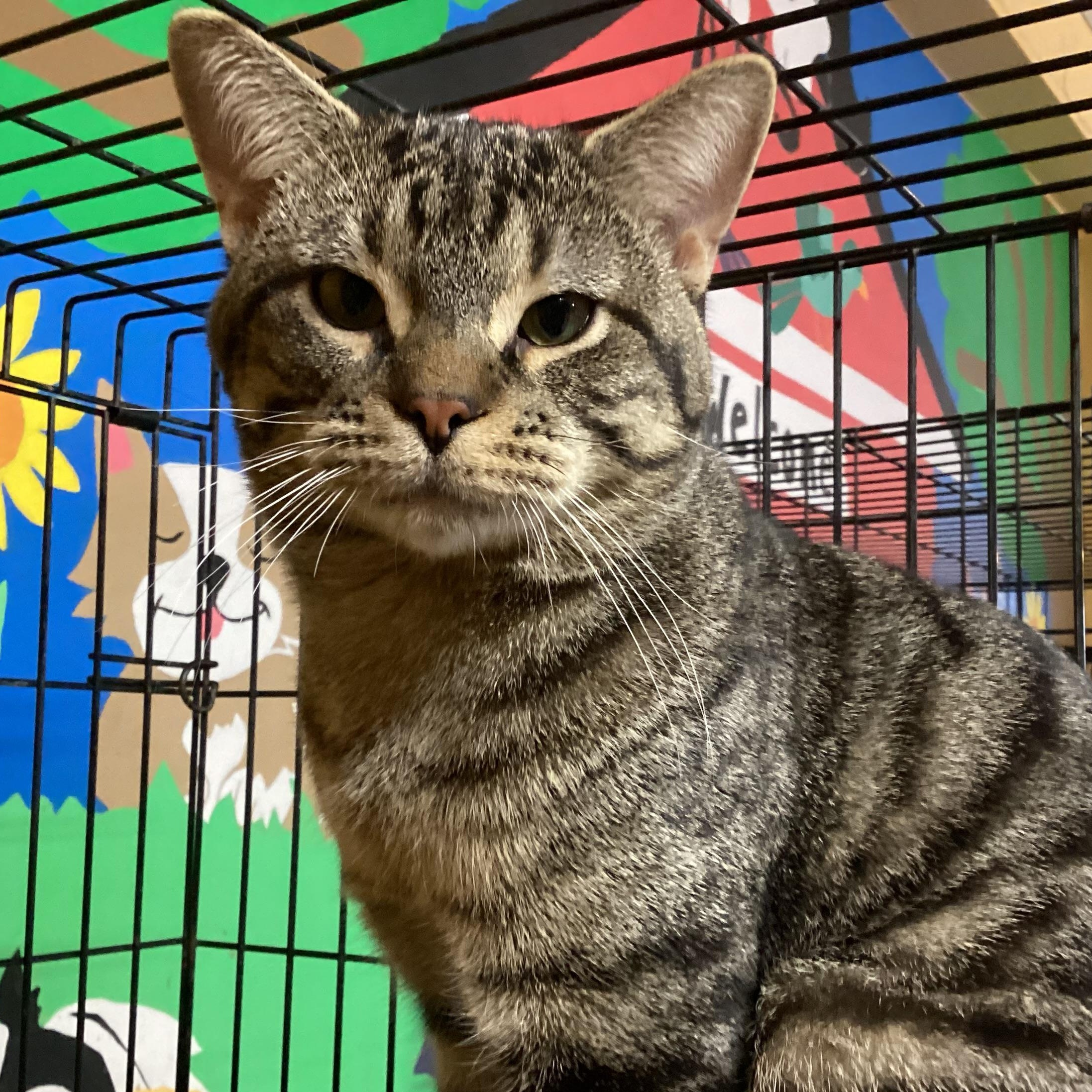 Enlarge Bandit, a Adoptable Domestic Short Hair in Madison Heights, MI image 4/4