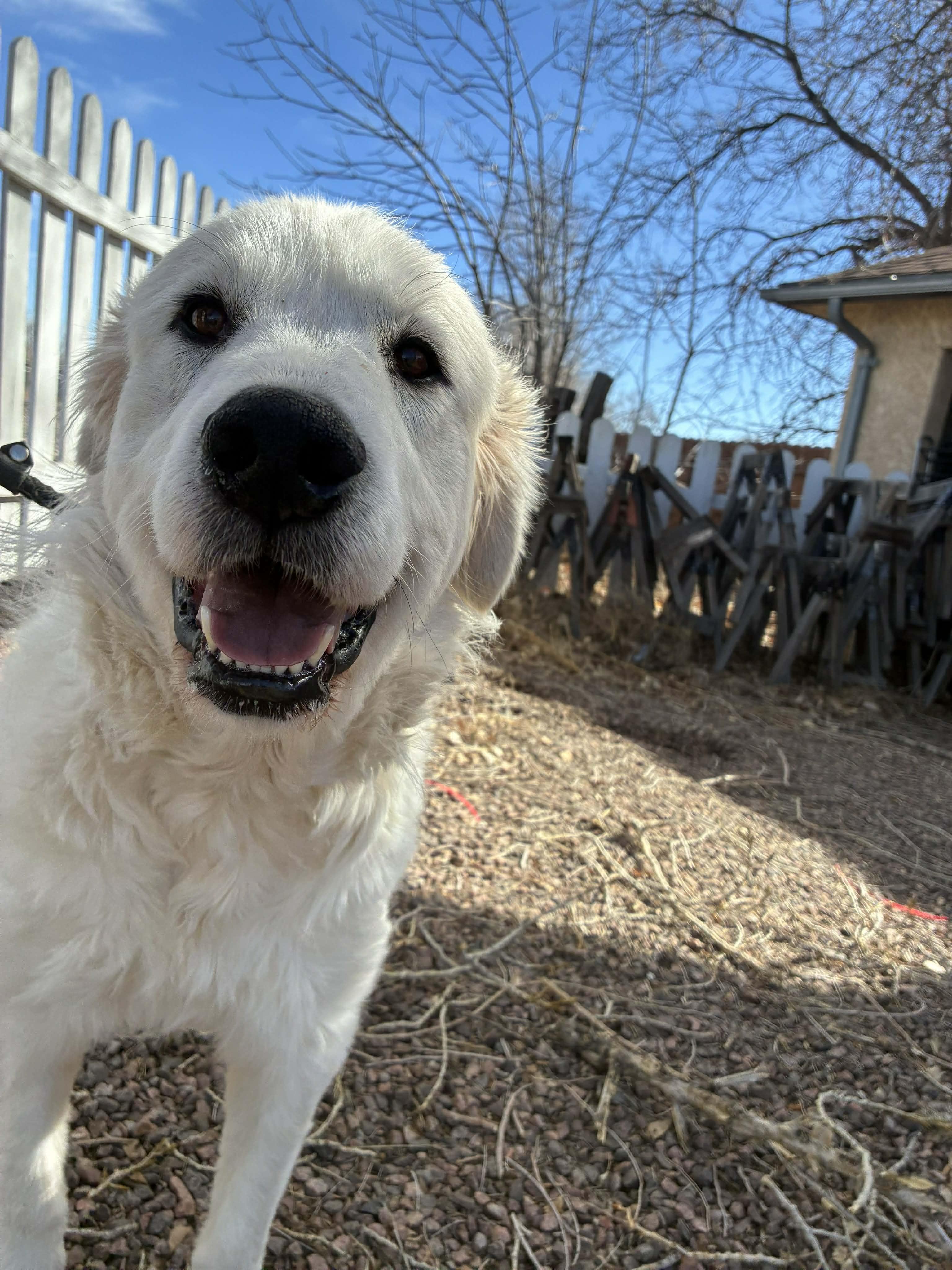 Abby, adopted, Adult Female Great Pyrenees.