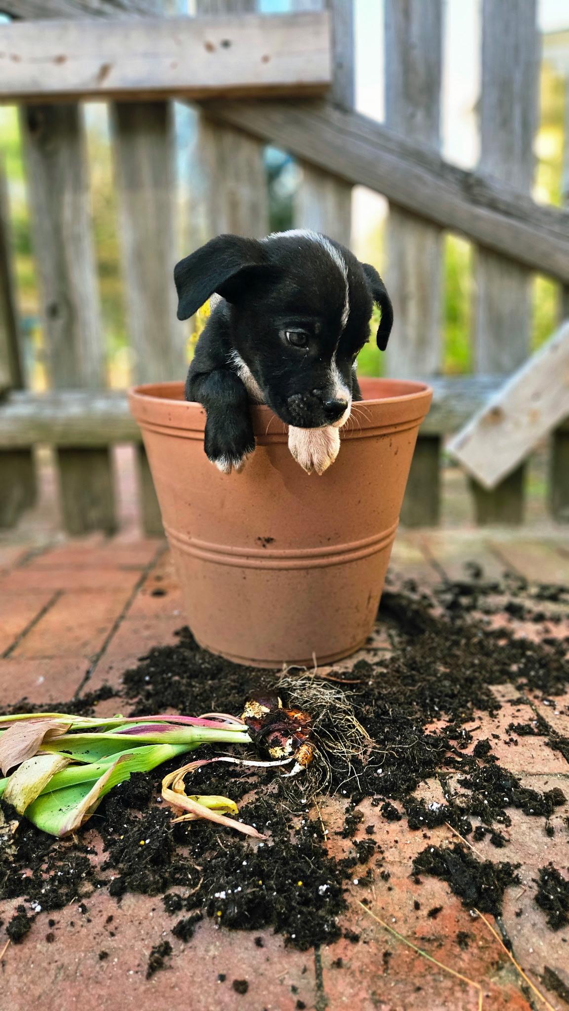 Enlarge Slate *PARTIALLY SPONSORED*, a Adoptable mixed breed in Avon, CT image 6/6
