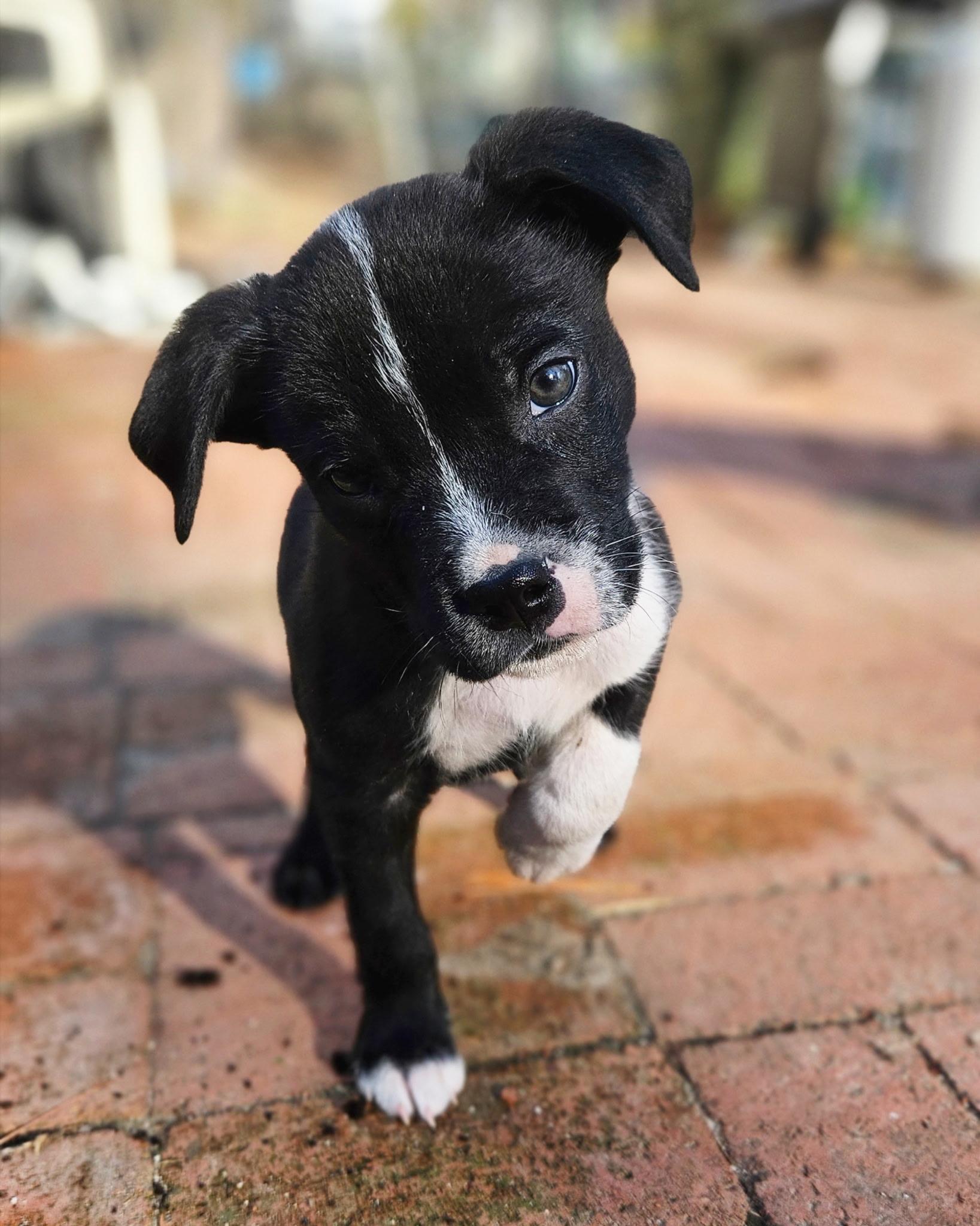 Slate *PARTIALLY SPONSORED*, Adoptable, Puppy Male Labrador Retriever & Pit Bull Terrier.