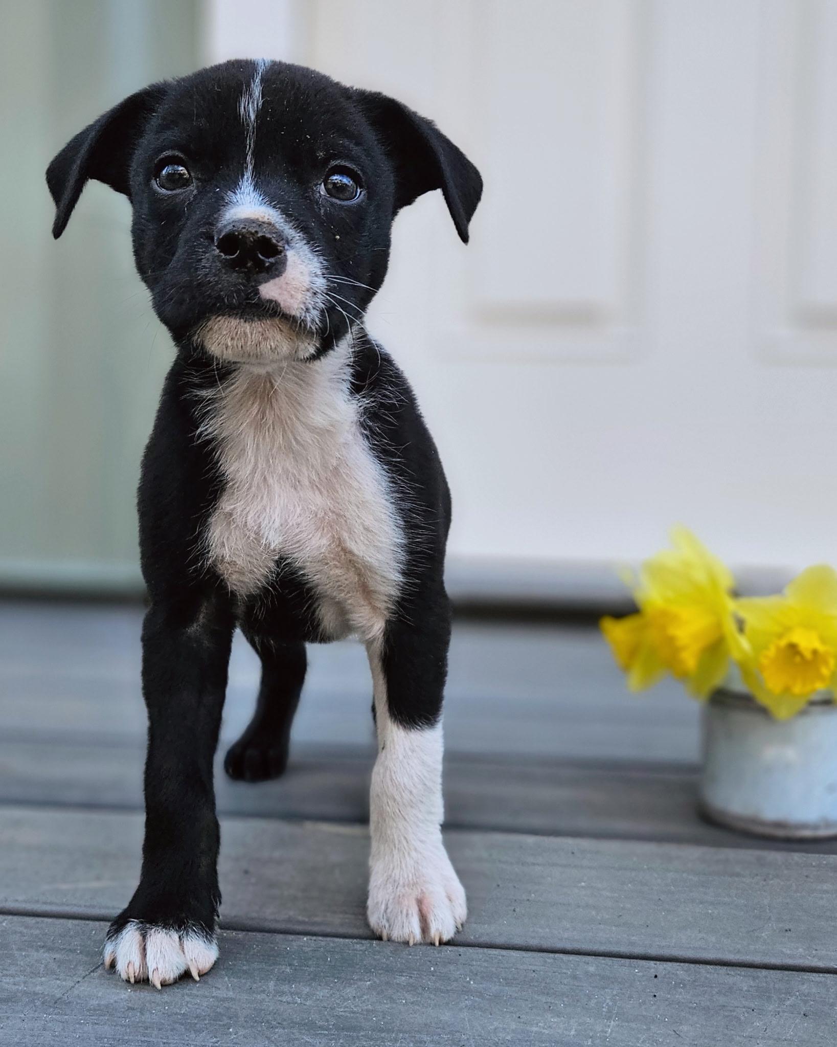 Enlarge Slate *PARTIALLY SPONSORED*, a Adoptable mixed breed in Avon, CT image 3/6