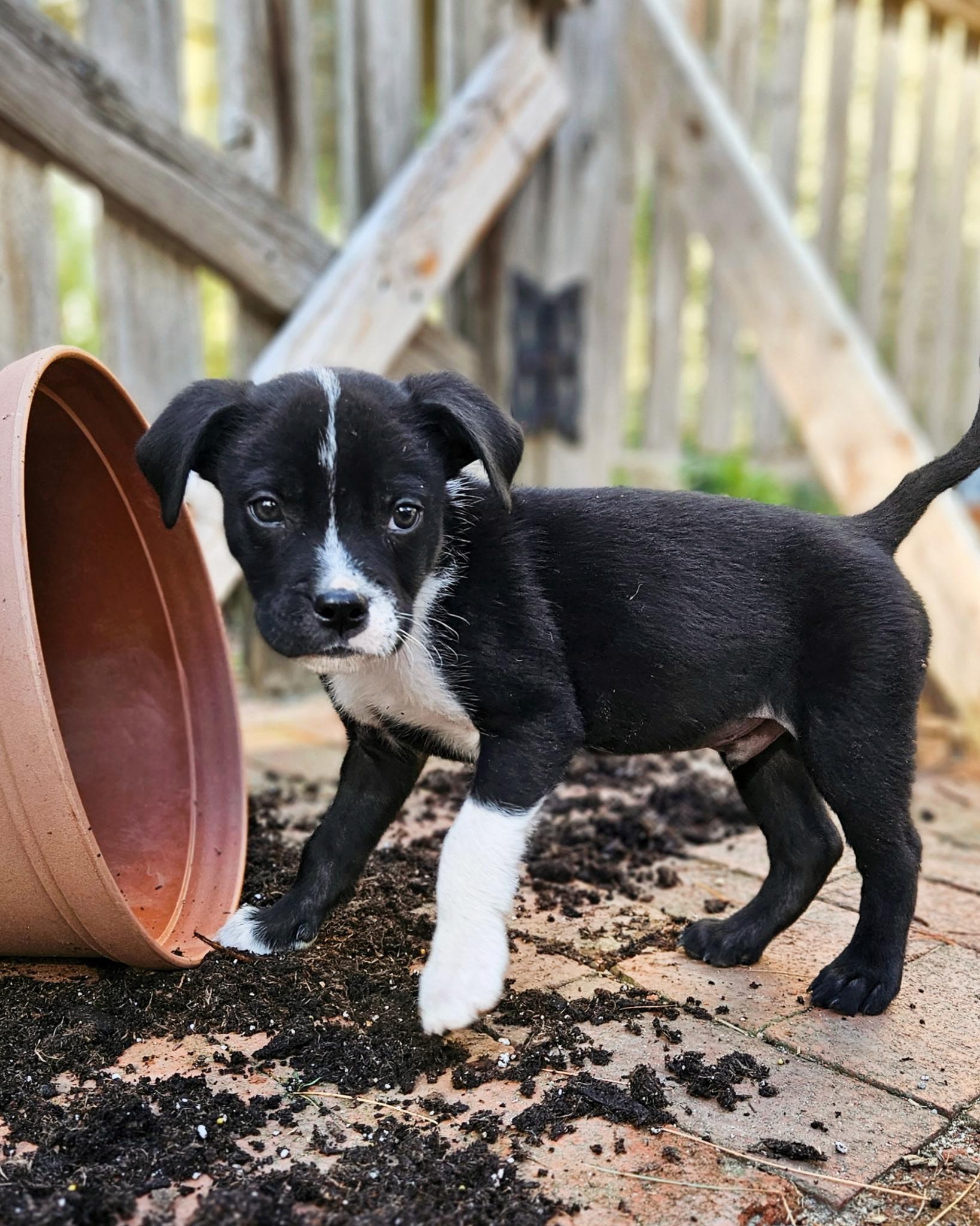 Enlarge Slate *PARTIALLY SPONSORED*, a Adoptable mixed breed in Avon, CT image 2/6