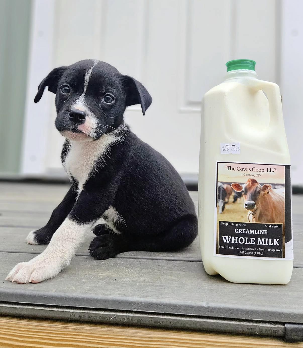 Enlarge Slate *PARTIALLY SPONSORED*, a Adoptable mixed breed in Avon, CT image 4/6