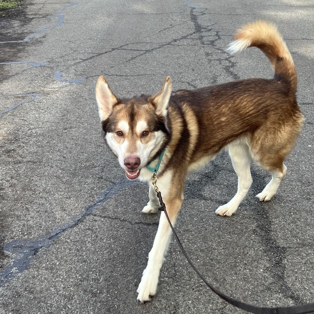 Enlarge Jack, a Adoptable mixed breed in Port Townsend, WA image 1/5