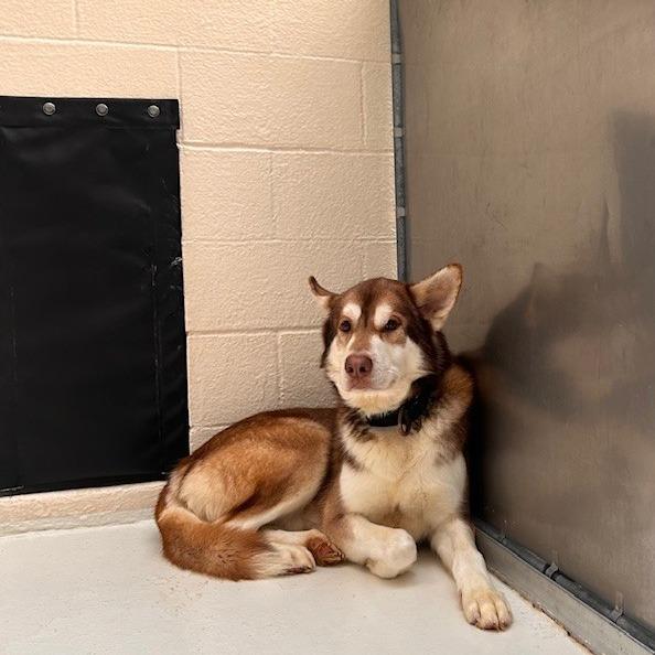 Enlarge Jack, a Adoptable mixed breed in Port Townsend, WA image 2/5