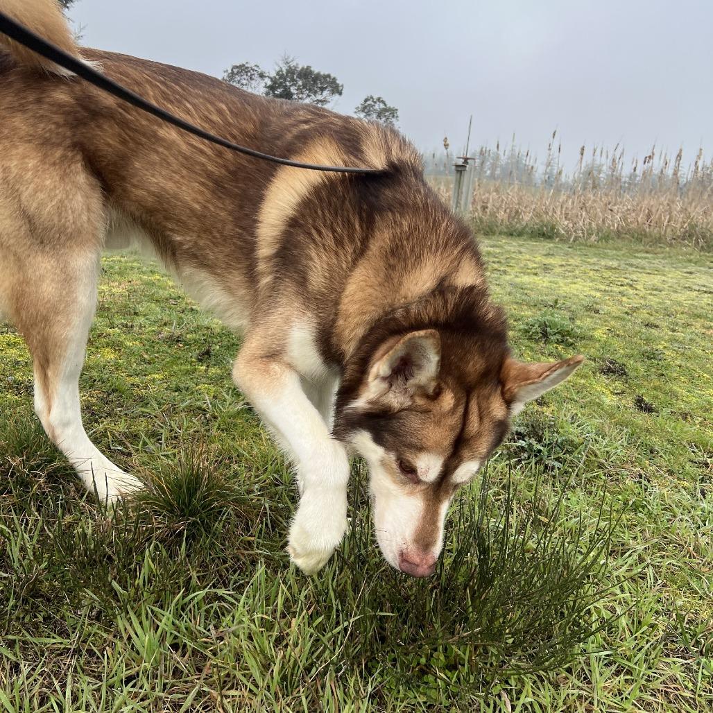 Enlarge Jack, a Adoptable mixed breed in Port Townsend, WA image 3/5