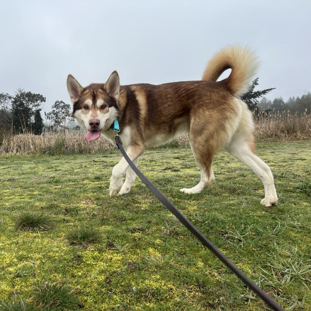Enlarge Jack, a Adoptable mixed breed in Port Townsend, WA image 4/5
