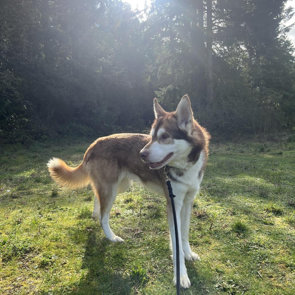 Enlarge Jack, a Adoptable mixed breed in Port Townsend, WA image 5/5