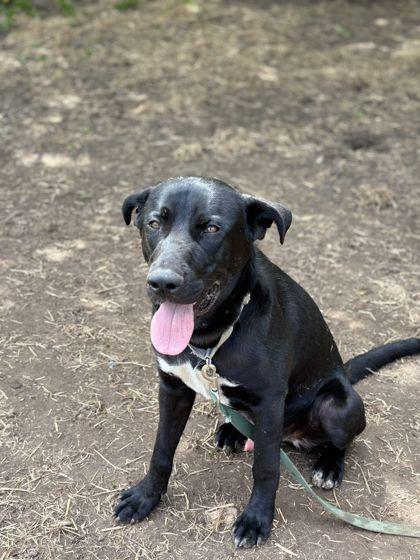 Roofus, Adoptable, Adult Male Labrador Retriever & Mixed Breed.