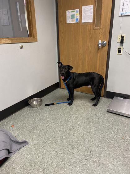 Enlarge Roofus, a Adoptable mixed breed in Shawano, WI image 2/3