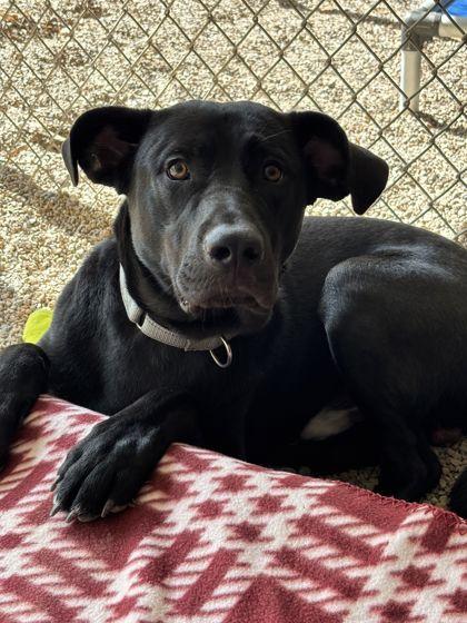 Enlarge Roofus, a Adoptable mixed breed in Shawano, WI image 3/3