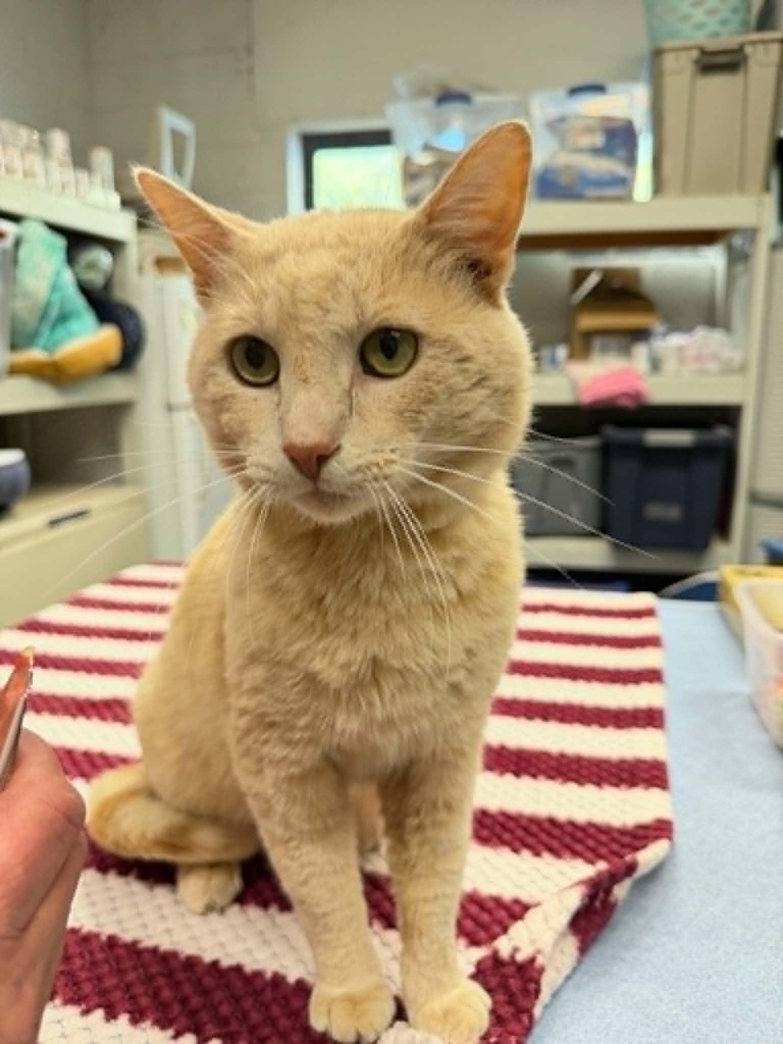 Goose, an adoptable Domestic Short Hair in Martinsville, IN image 2/2