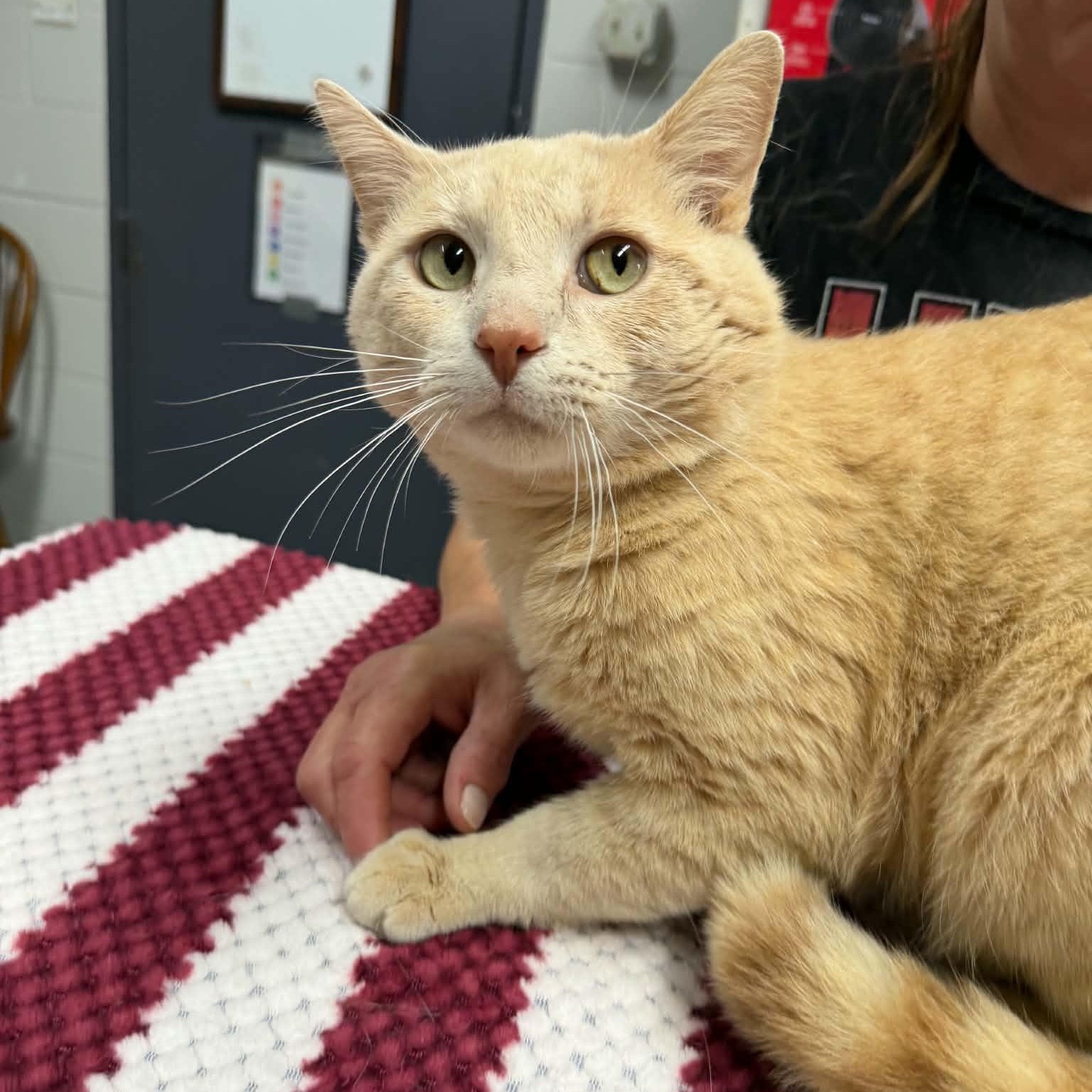 Goose, adoptable, Adult Male Domestic Short Hair.