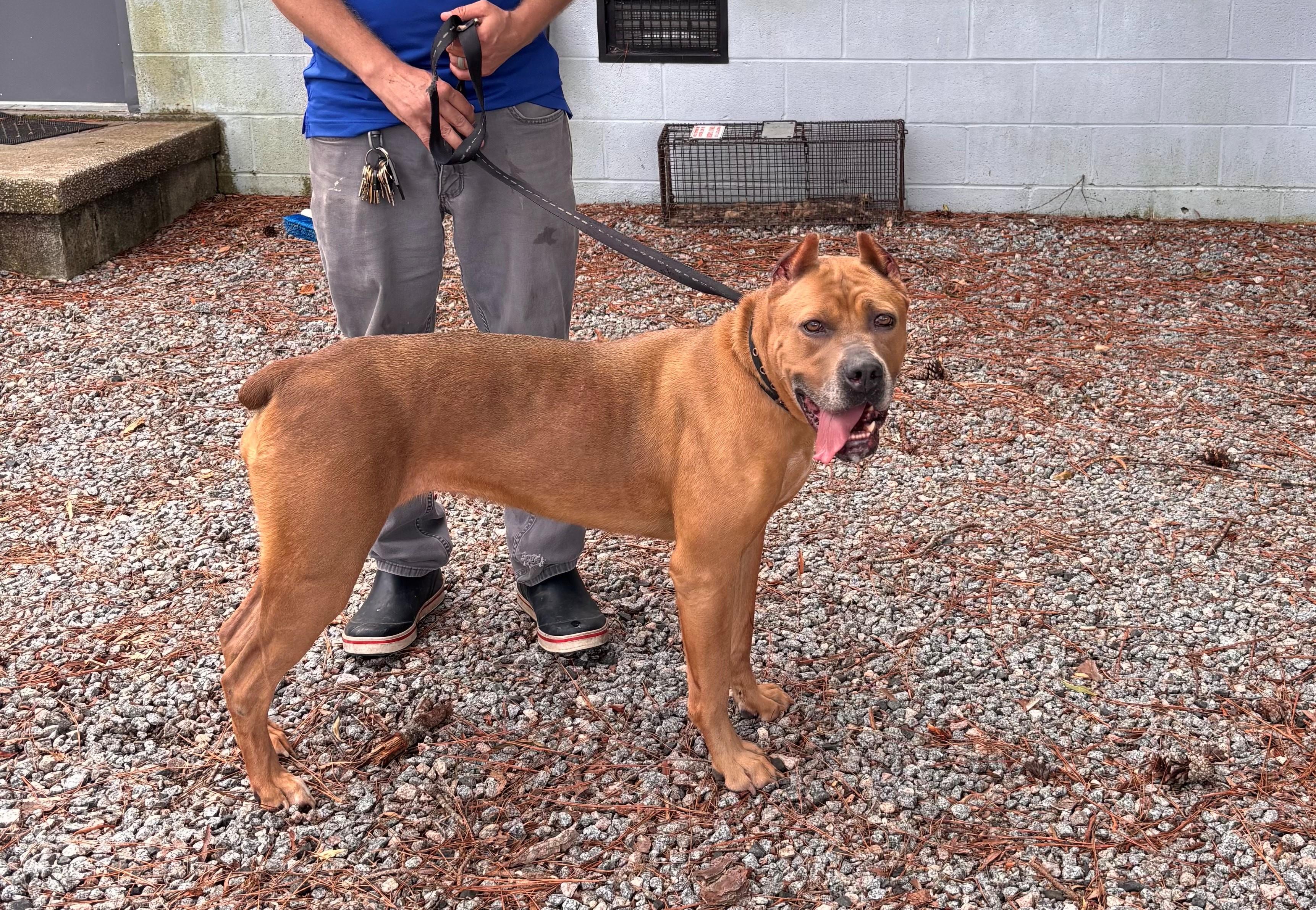 Walnut  Year Old thumbnail 2