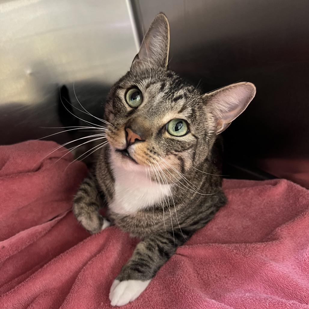 Enlarge Tito, a Adoptable Domestic Short Hair in Park City, UT image 1/1