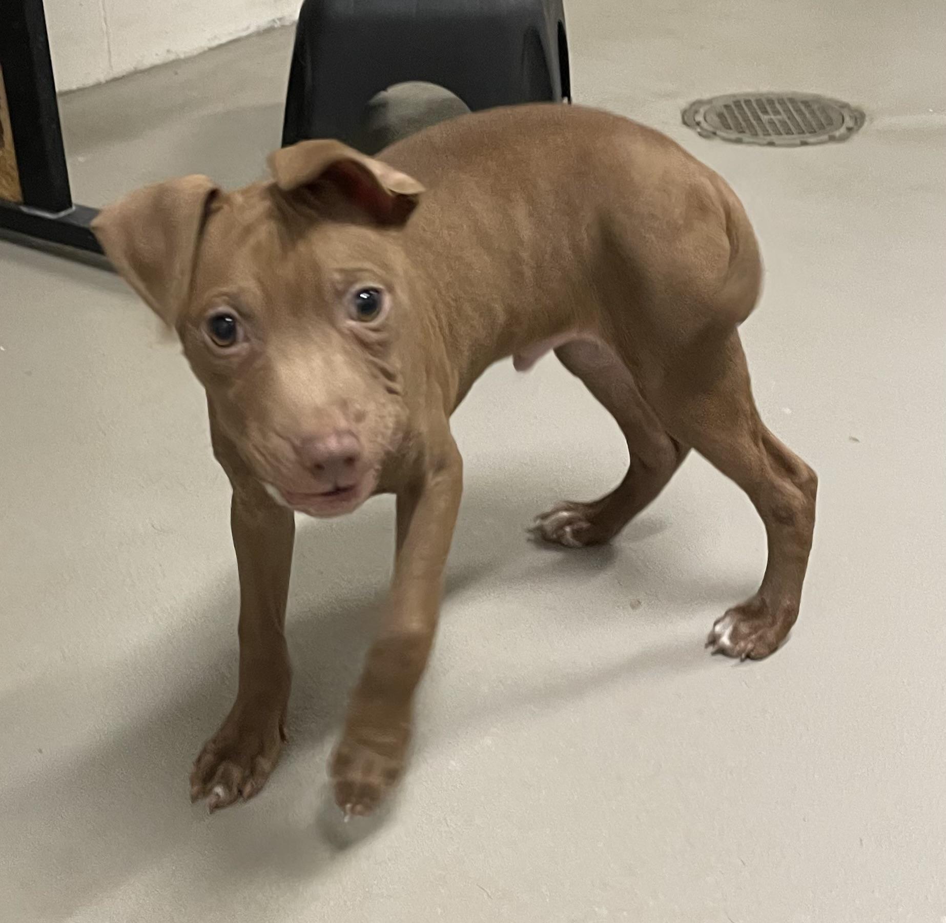 Enlarge Hulk ADOPTED, an adopted Pit Bull Terrier in Canton, OH image 2/6