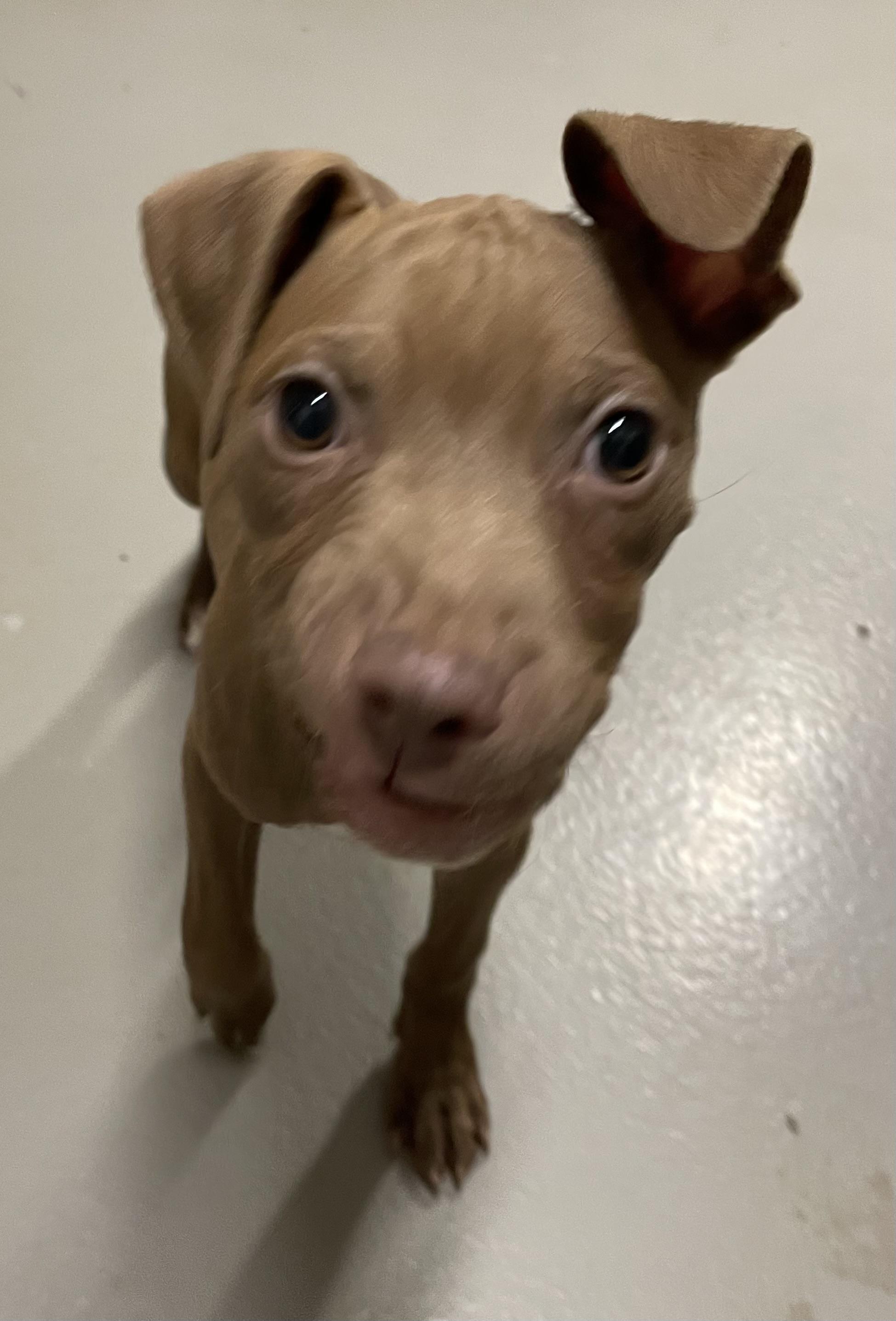 Enlarge Hulk ADOPTED, an adopted Pit Bull Terrier in Canton, OH image 3/6