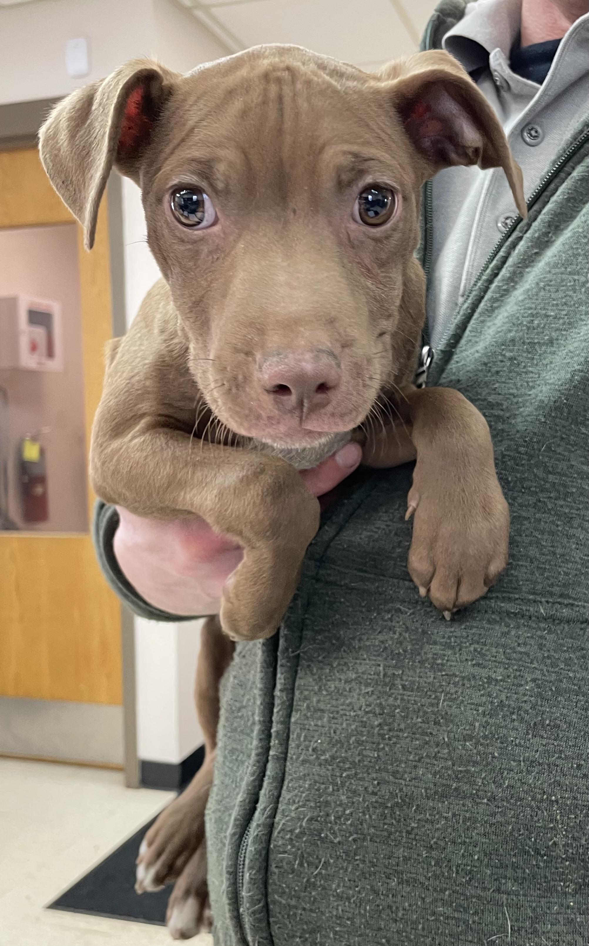 Enlarge Hulk ADOPTED, an adopted Pit Bull Terrier in Canton, OH image 4/6