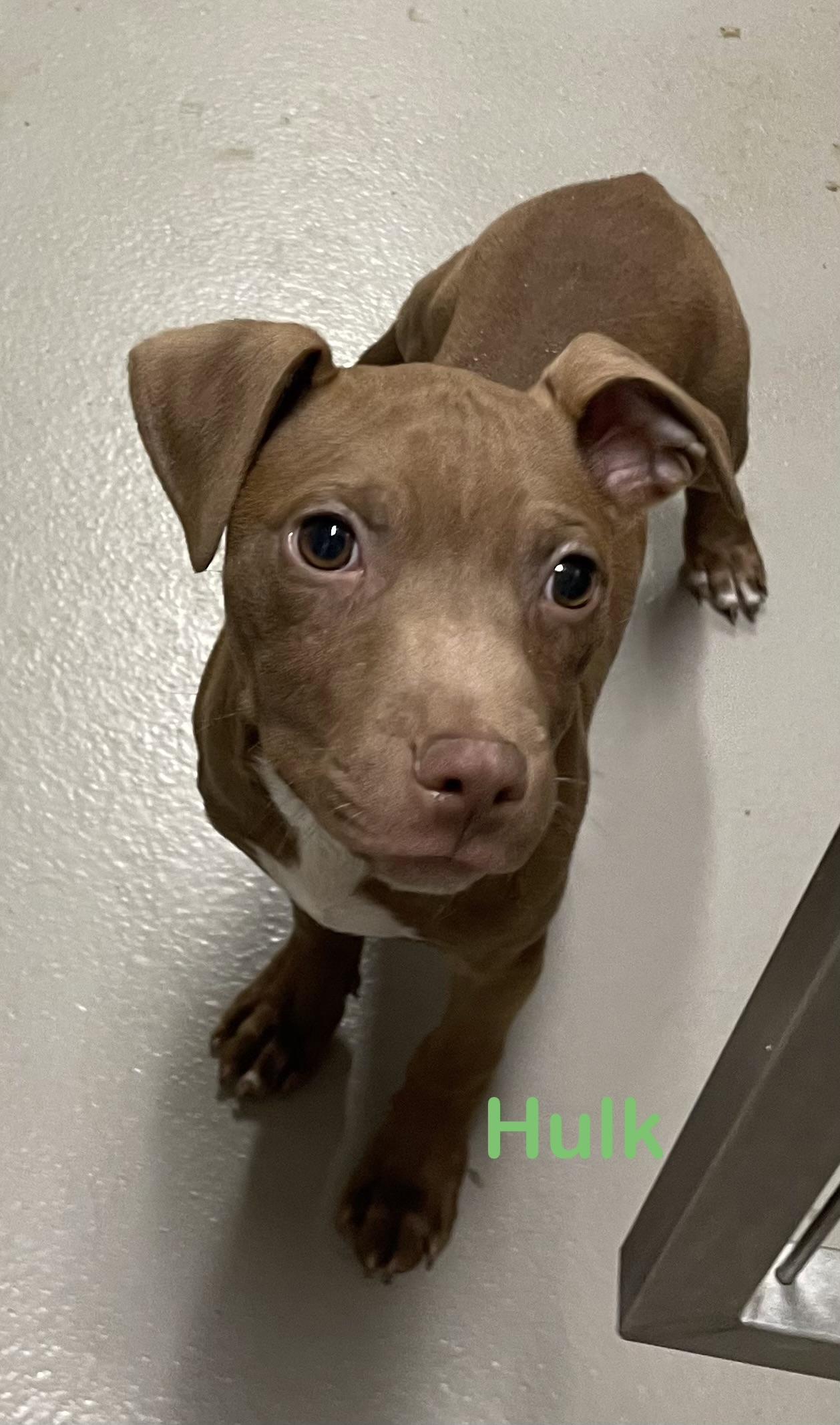 Hulk ADOPTED, adopted, Puppy Male Pit Bull Terrier.