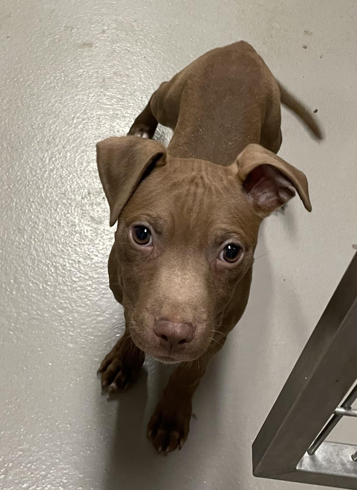 Enlarge Hulk ADOPTED, an adopted Pit Bull Terrier in Canton, OH image 5/6