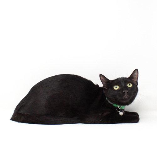 Enlarge Nyx, a Adoptable Domestic Short Hair in Florence, AZ image 1/1