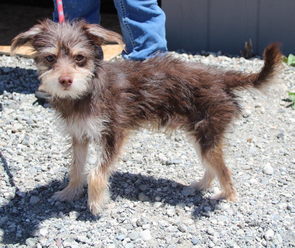 Miles, Adoptable, Puppy Male Terrier & Mixed Breed.