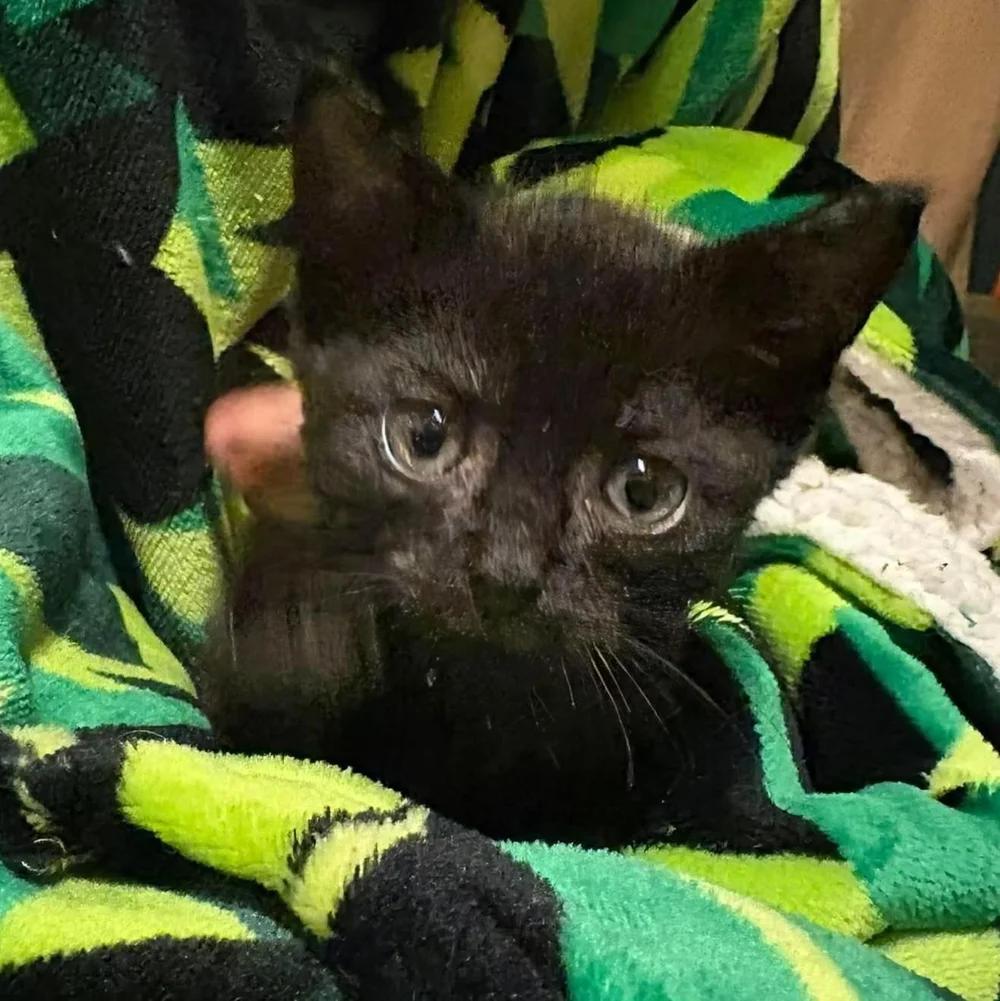 Enlarge Schrodinger "aka" Dingy, a Adoptable Domestic Short Hair in Davison, MI image 2/2