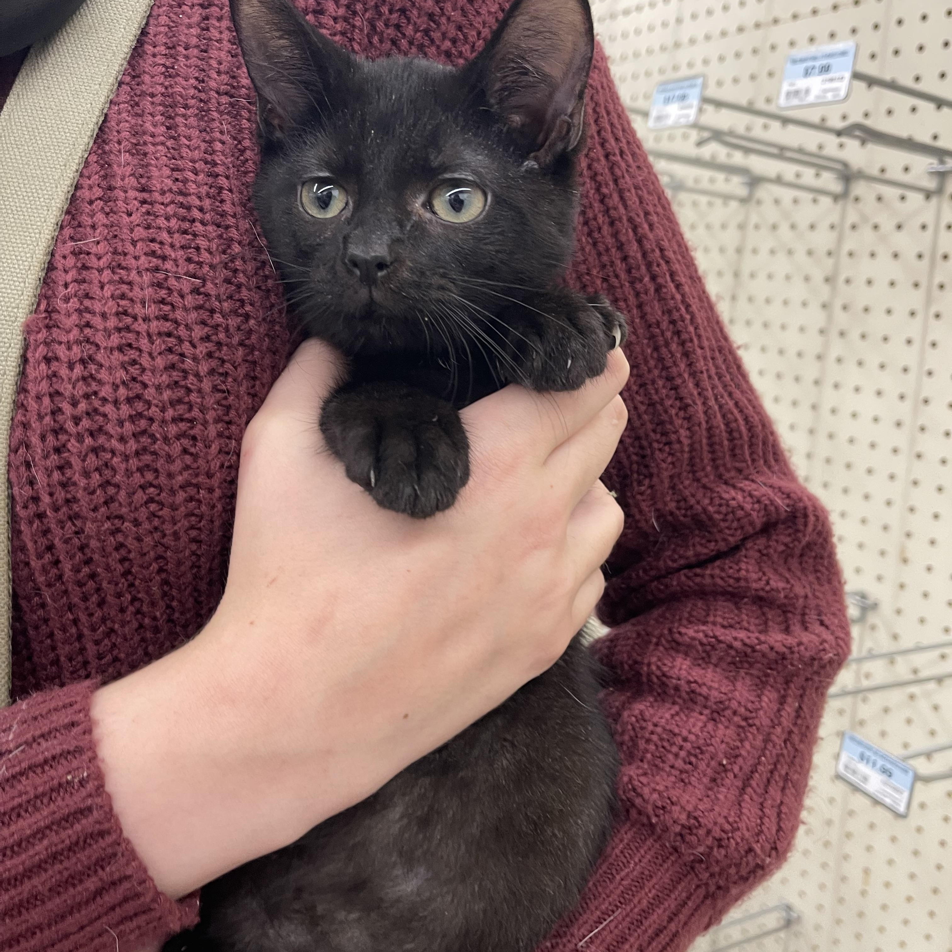 Schrodinger "aka" Dingy, Adoptable, Kitten Male Domestic Short Hair.