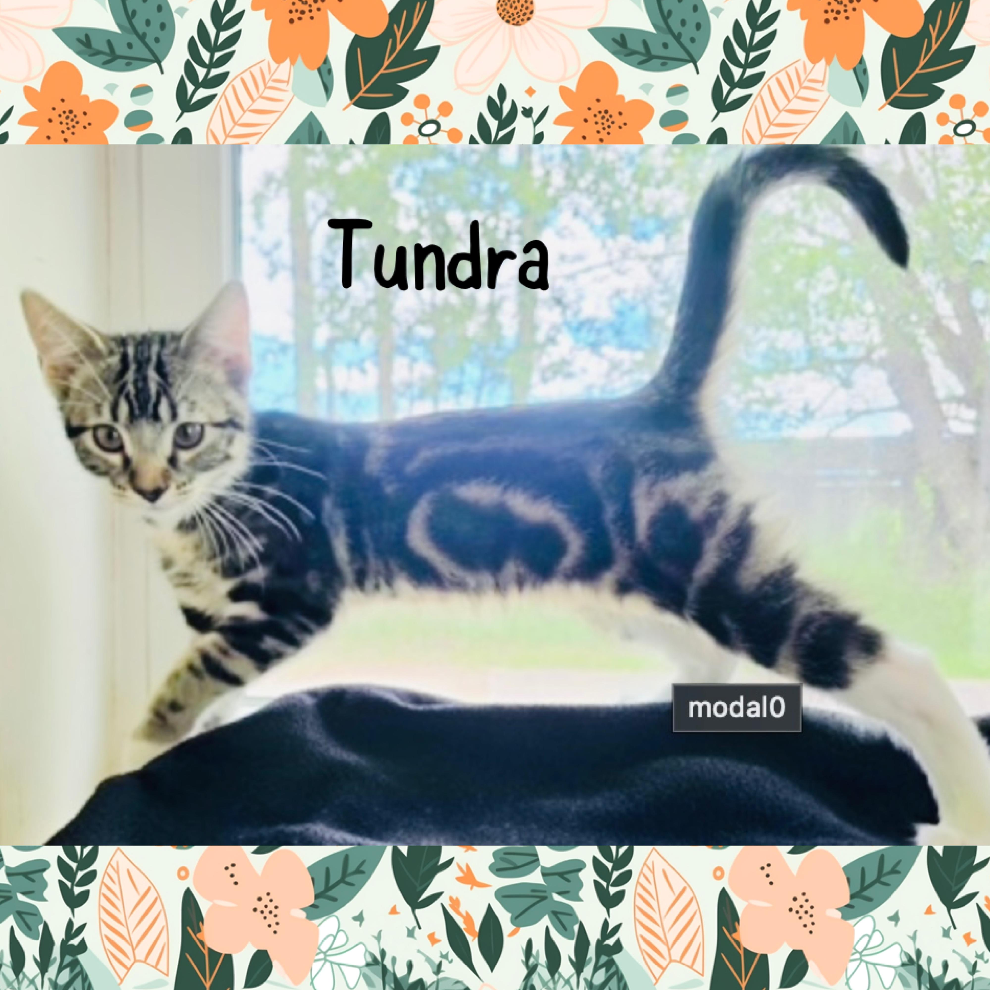 Tundra, an adopted mixed breed in Red Lodge, MT image 1/4