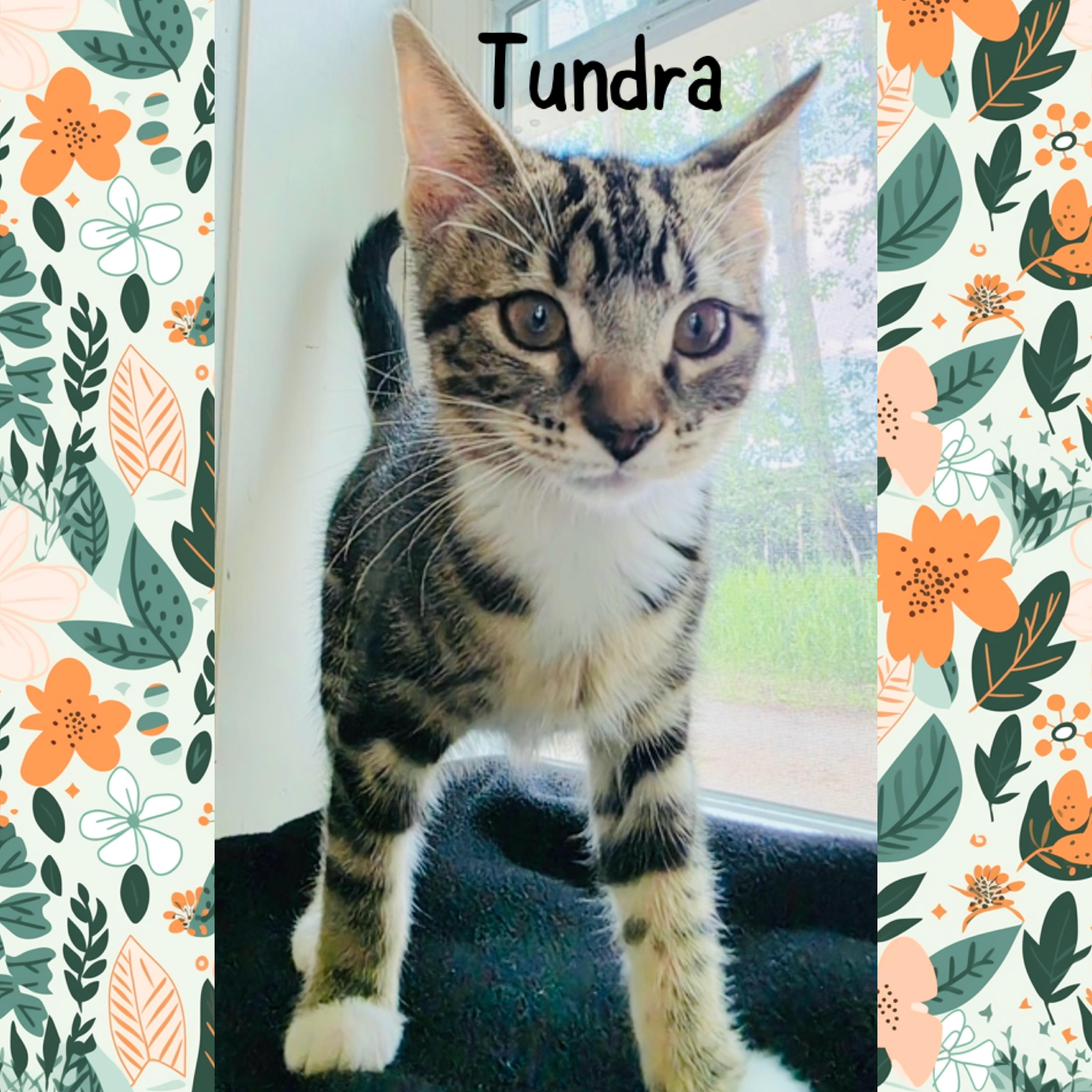 Tundra, an adopted mixed breed in Red Lodge, MT image 2/4