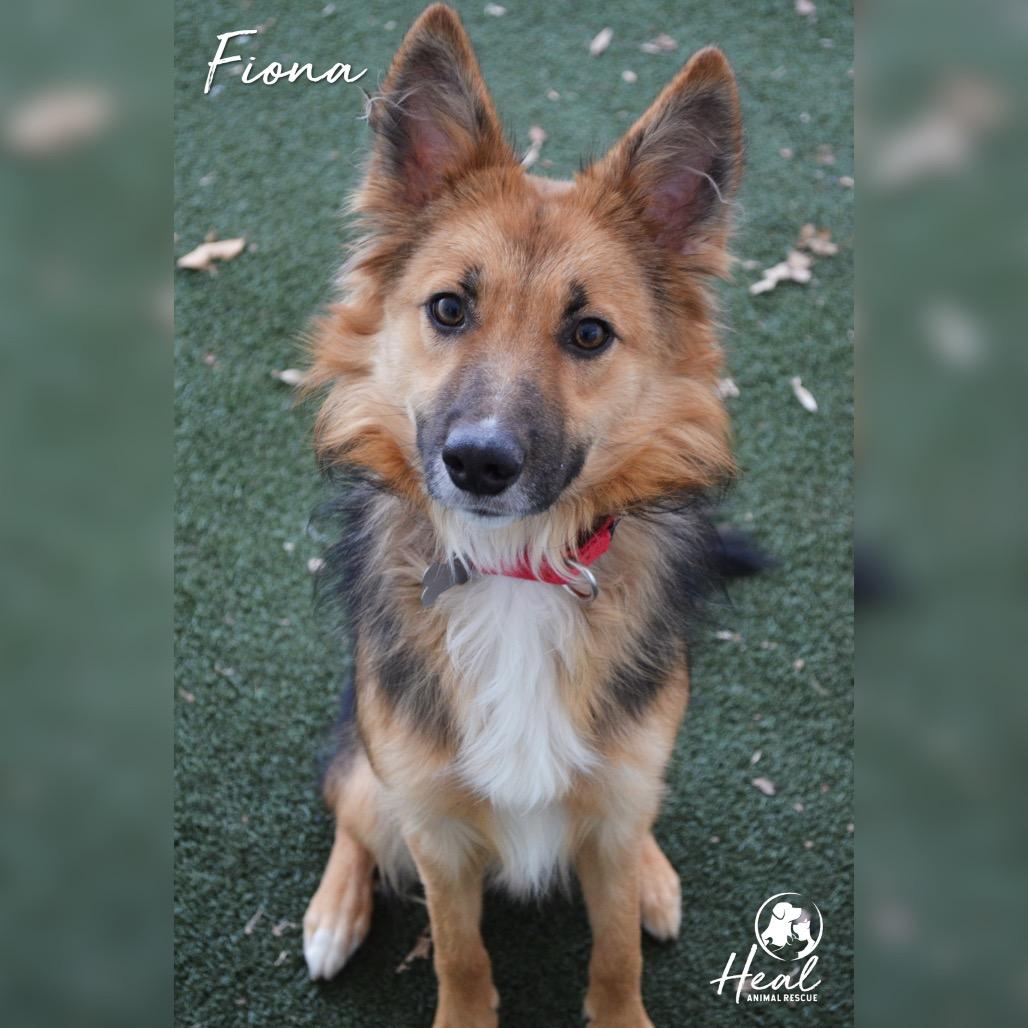 Fiona, Adoptable, Young Female Shetland Sheepdog / Sheltie.