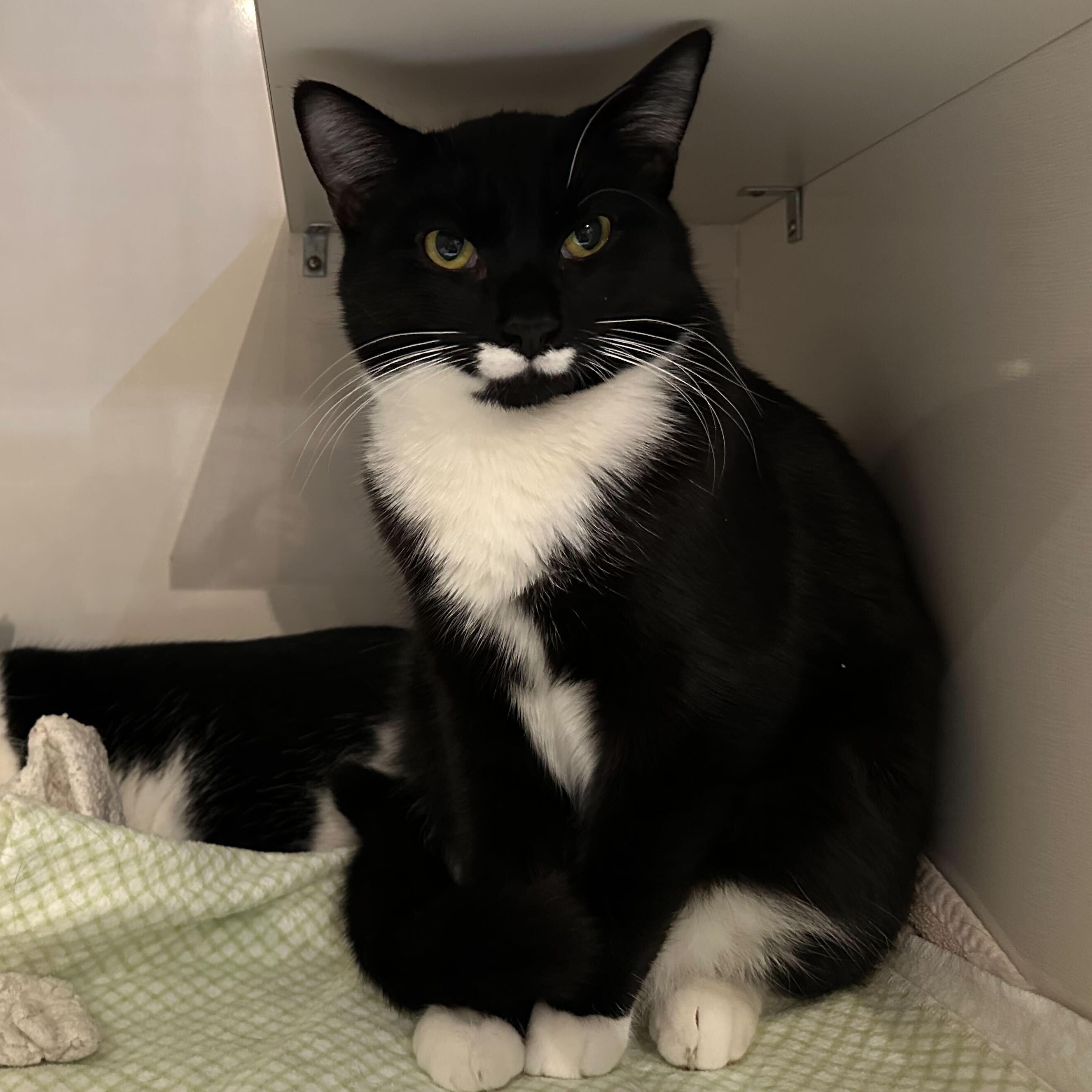 Enlarge Nicky Noodle , a ADOPTABLE Domestic Short Hair in East Brunswick, NJ image 5/6