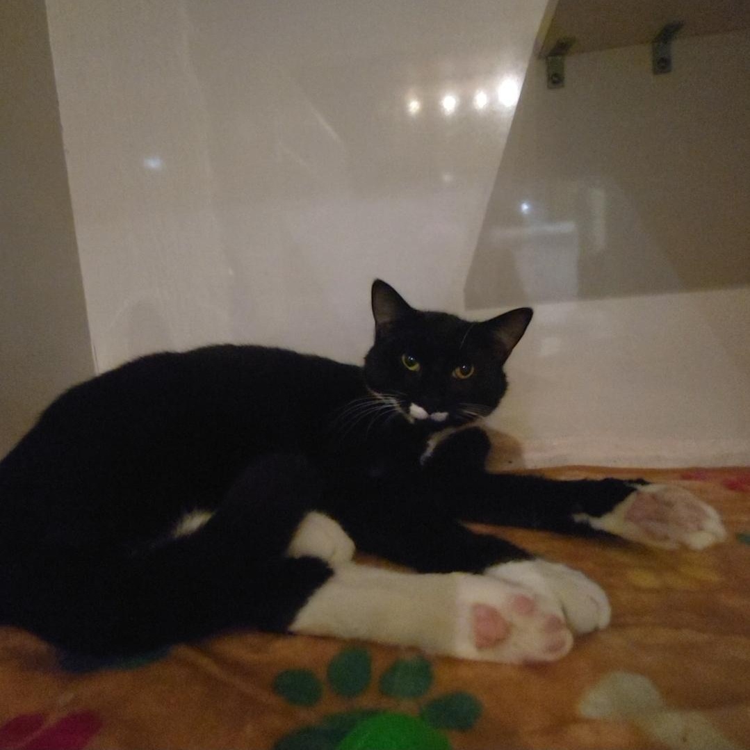 Enlarge Nicky Noodle , a ADOPTABLE Domestic Short Hair in East Brunswick, NJ image 4/6