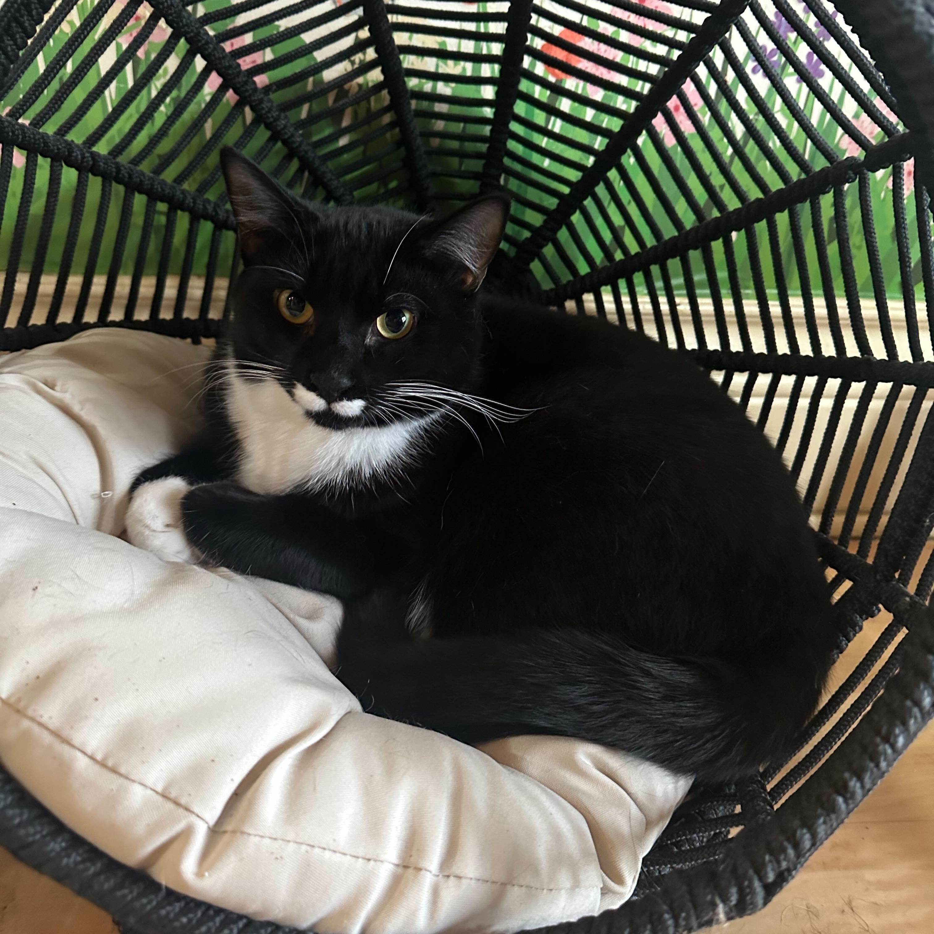 Enlarge Nicky Noodle , a ADOPTABLE Domestic Short Hair in East Brunswick, NJ image 6/6