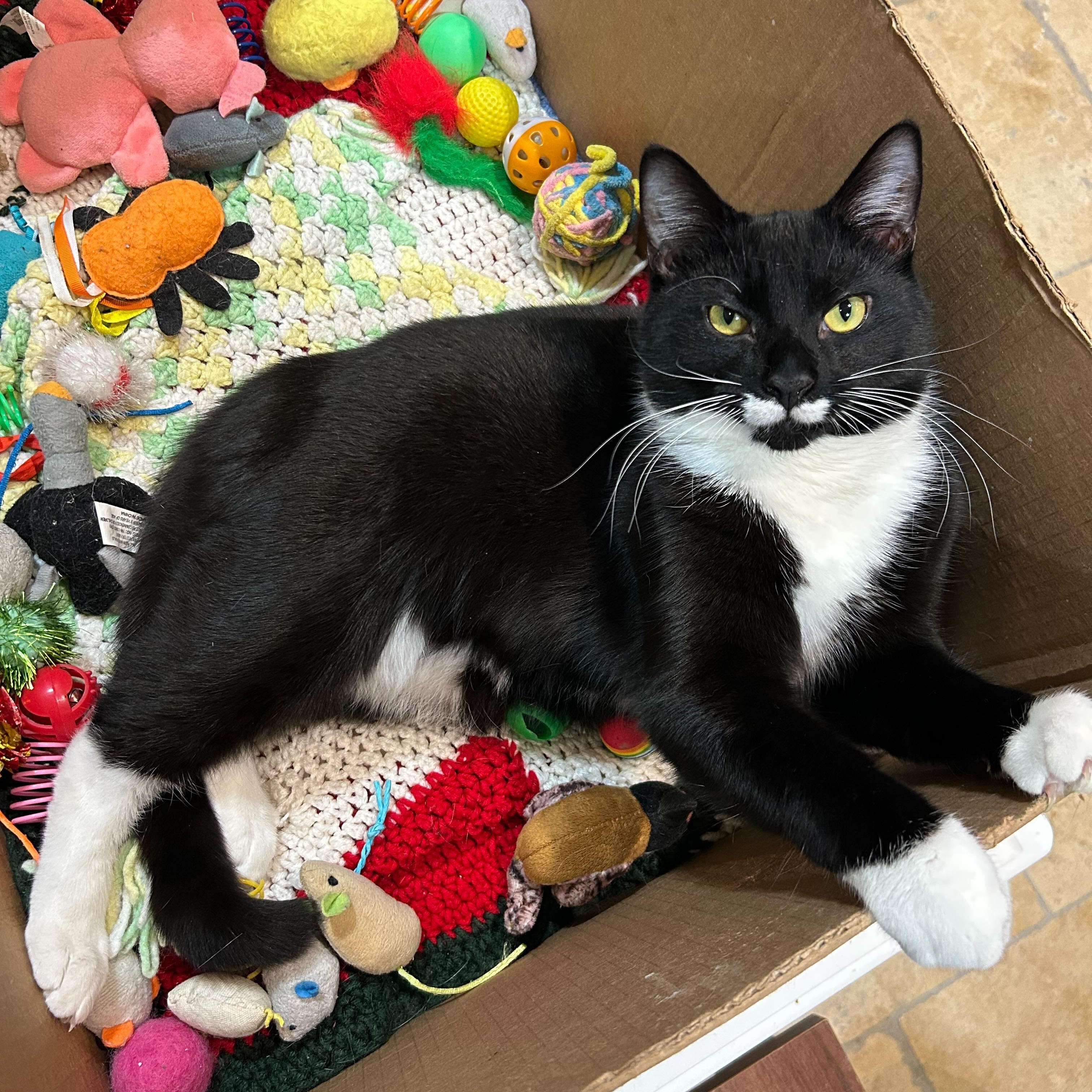 Nicky Noodle , ADOPTABLE, Young Male Domestic Short Hair.
